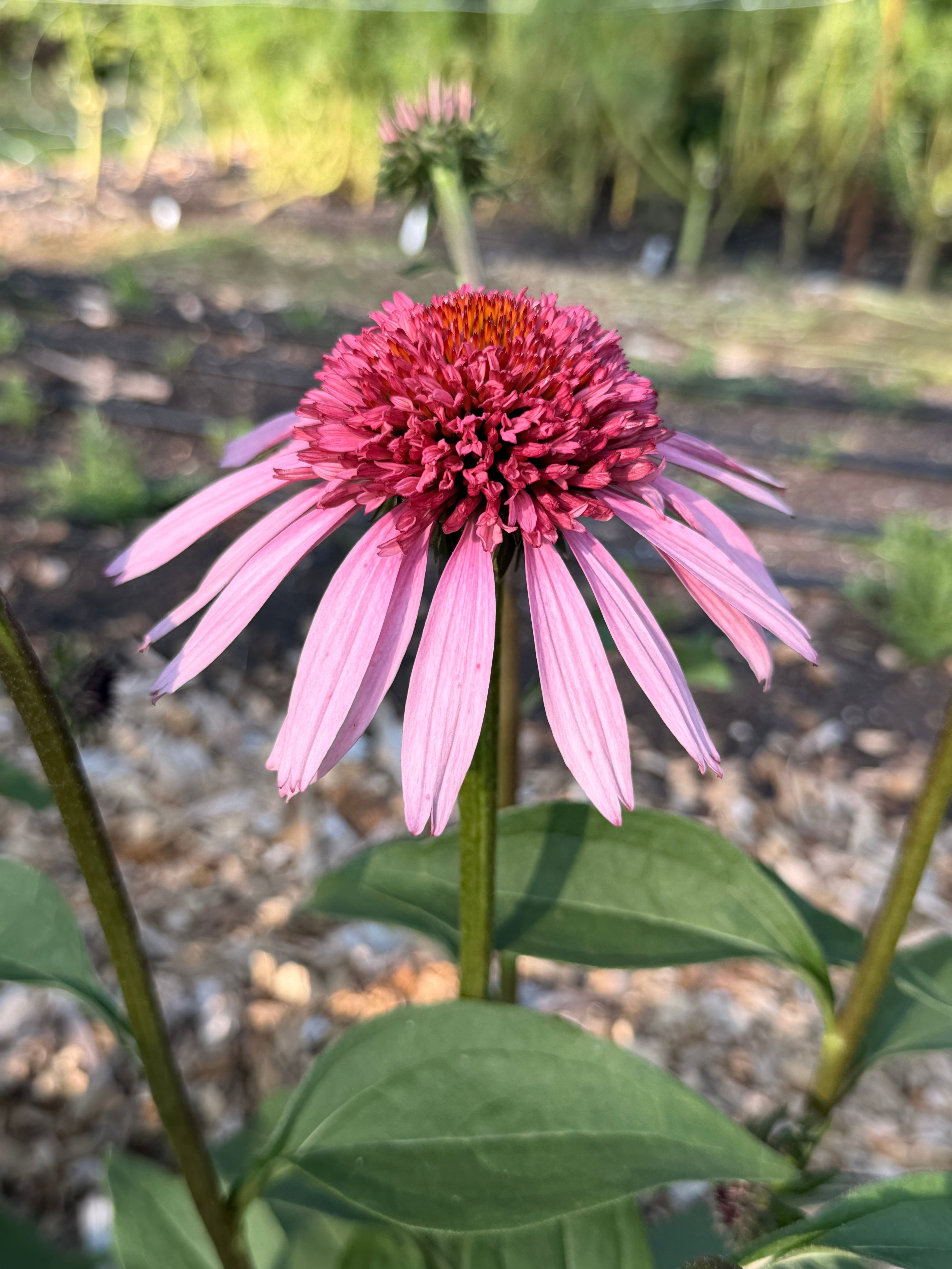 PomPon Echinacea - Raspberry