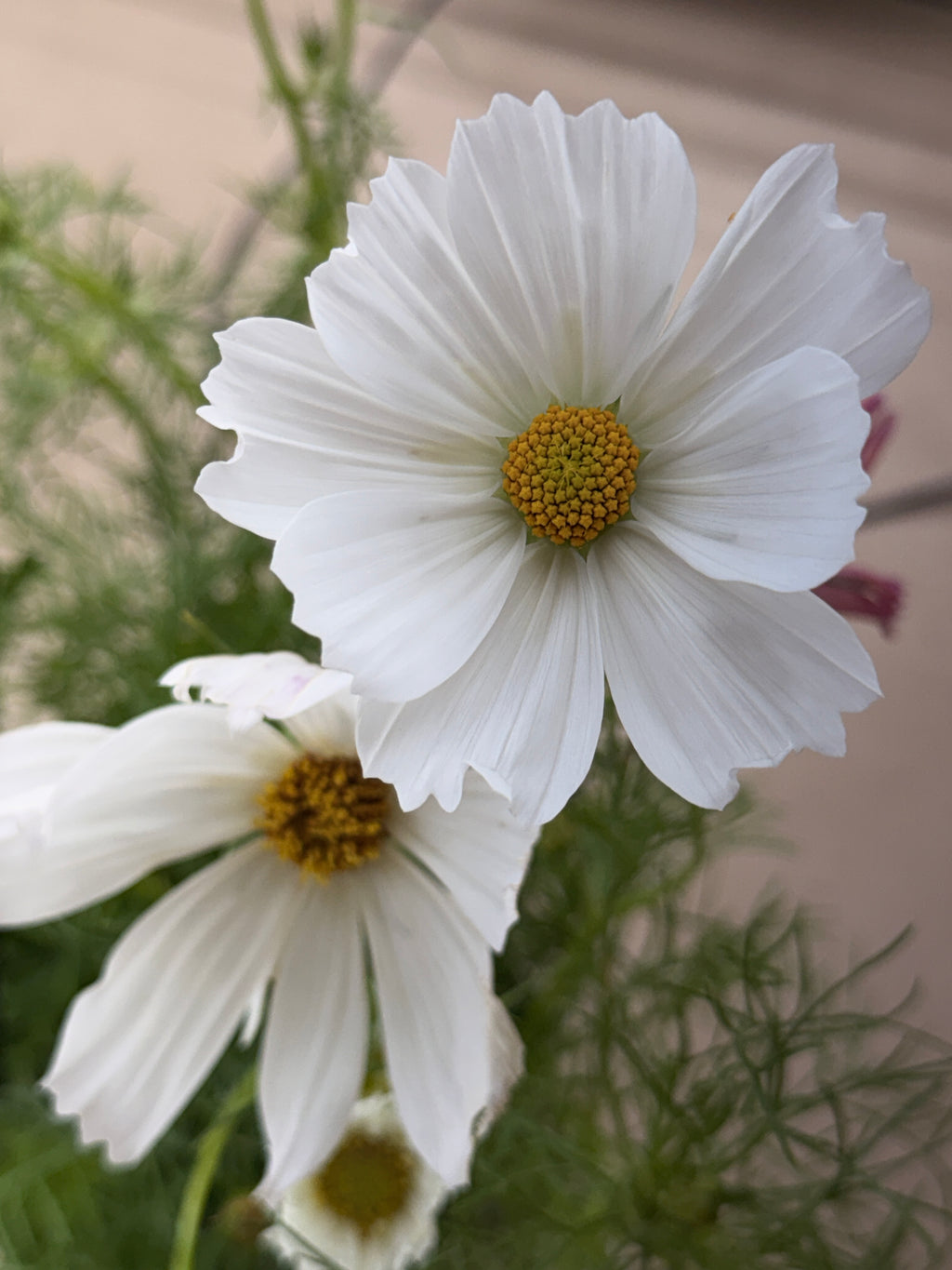 Cosmos - Afternoon White