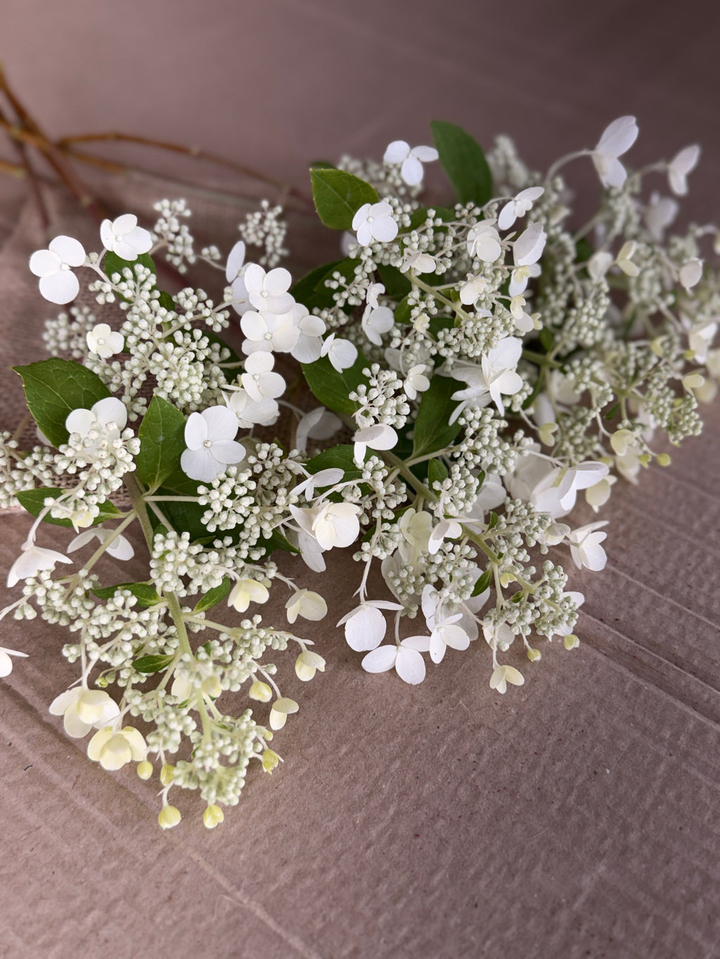 Hydrangea - White Lace