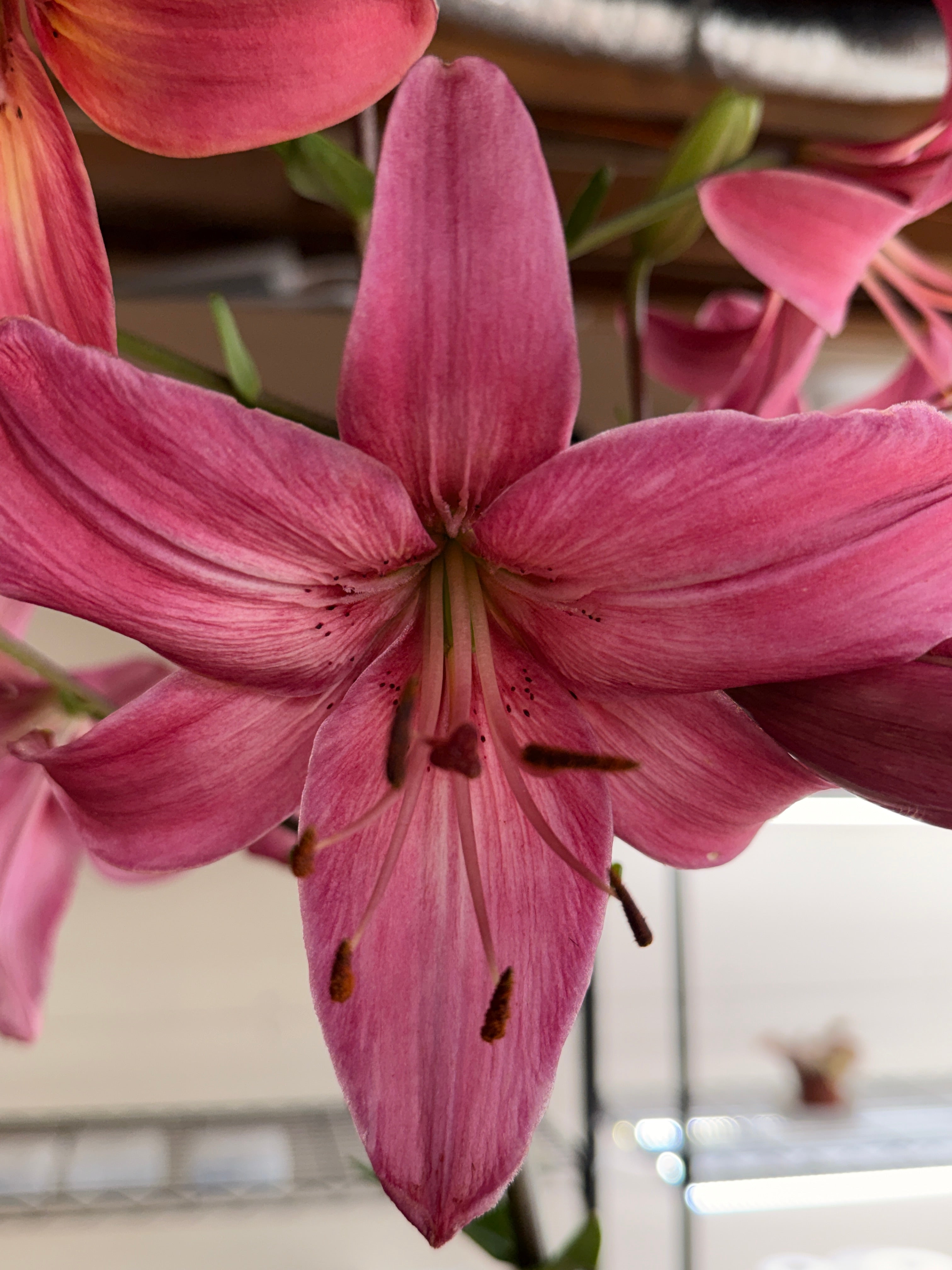 Lily - Pink Flight