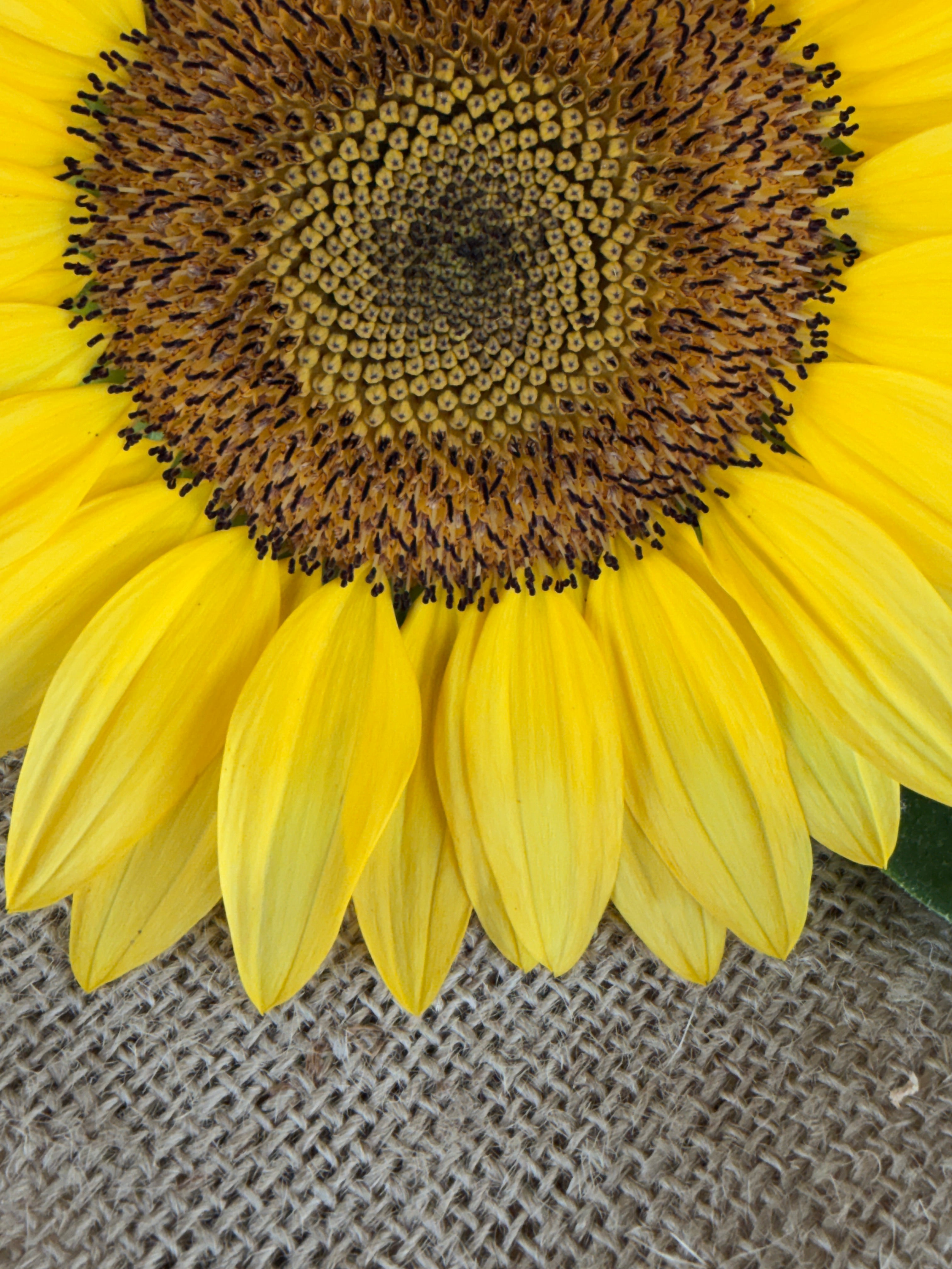 Sunflower - Procut Peach