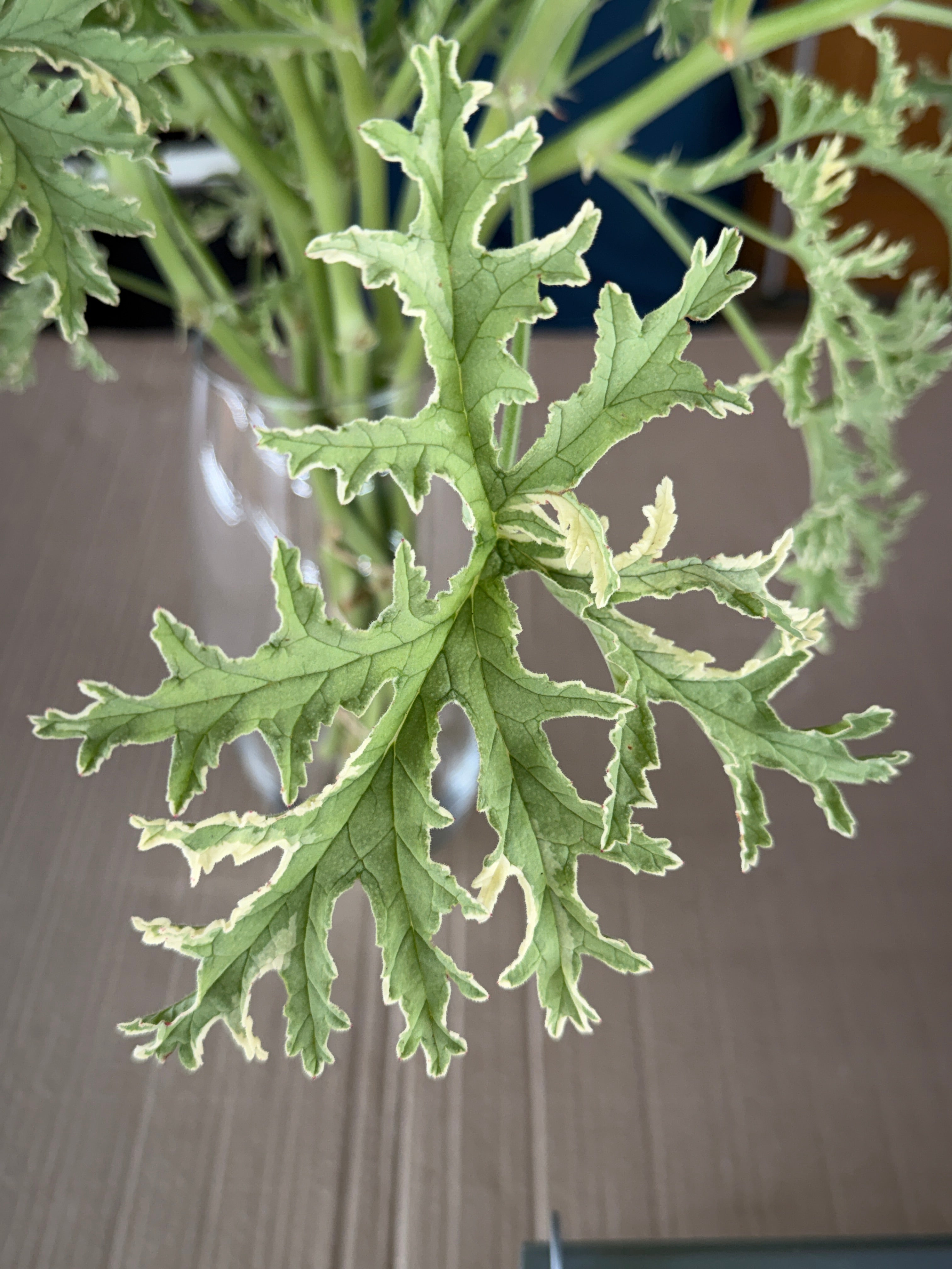 Scented Geranium - variegated