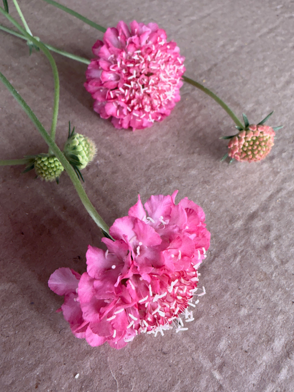 Scabiosa - Salmon Rose