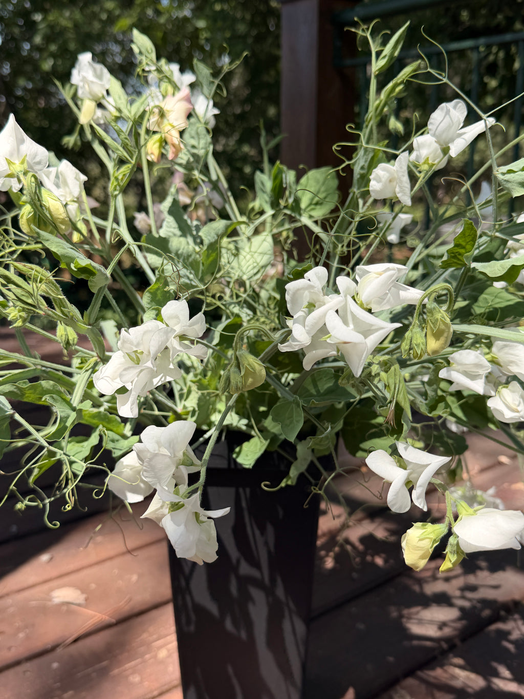 Sweet Peas - White