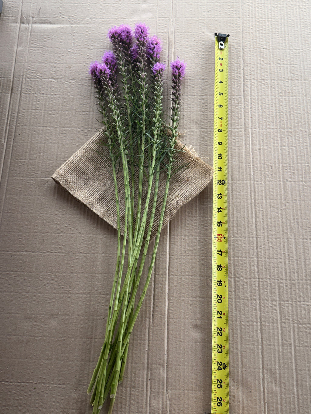 Liatris - Purple
