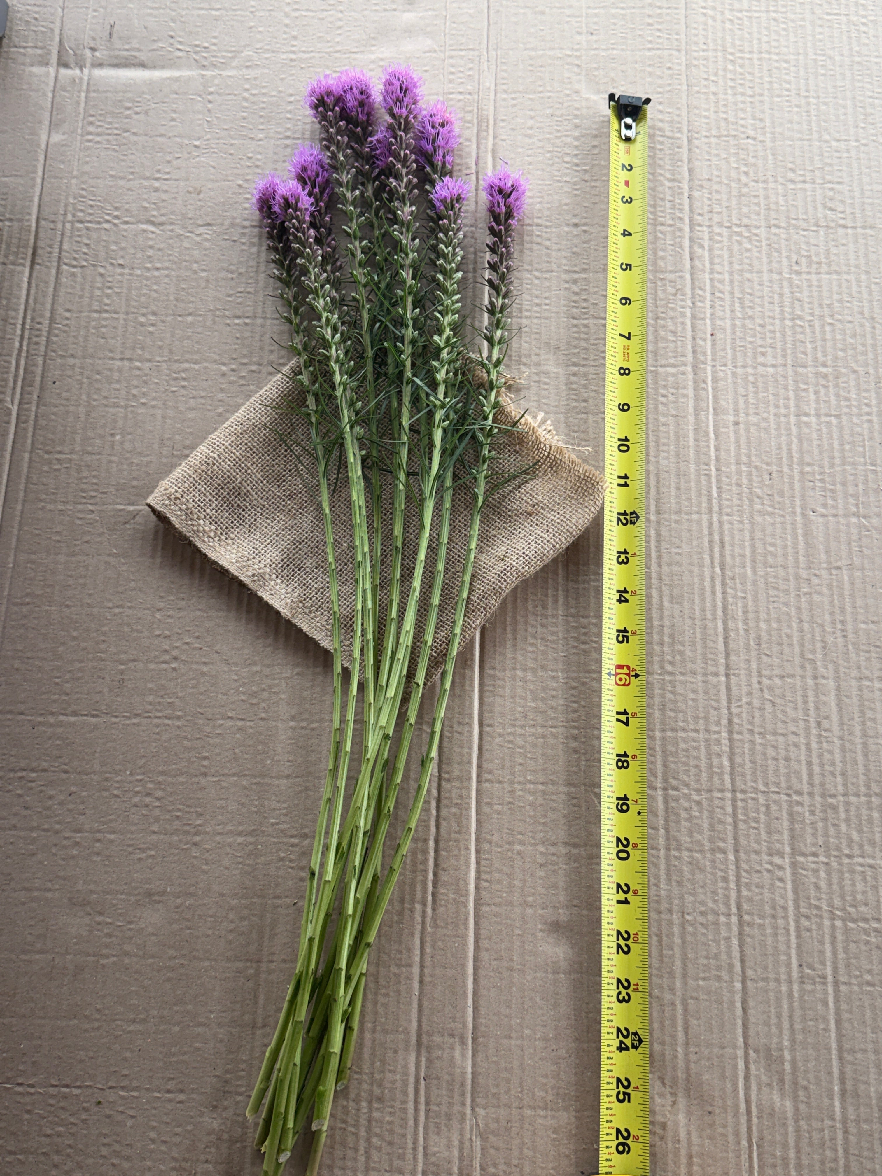 Liatris - Purple