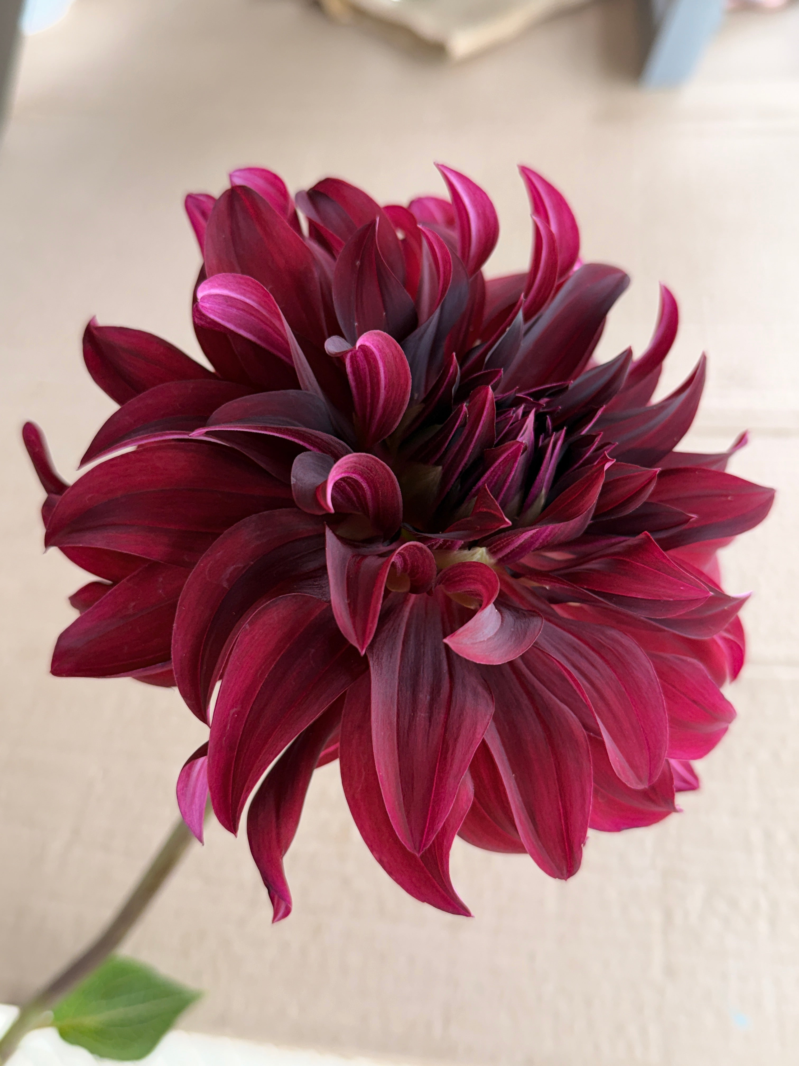 Dahlia - Rip City