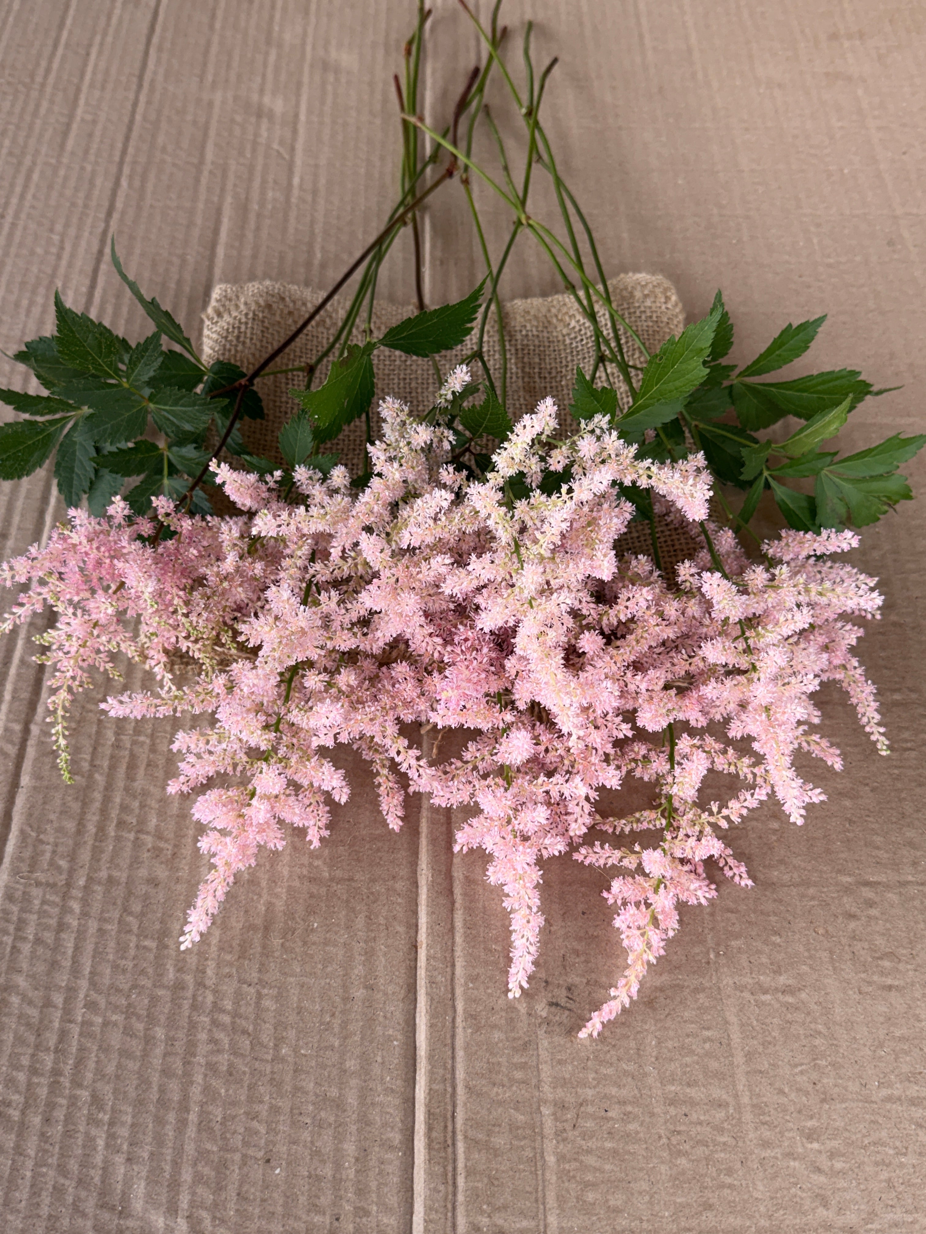 Astilbe Plumes
