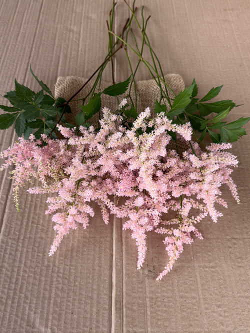 Astilbe Plumes