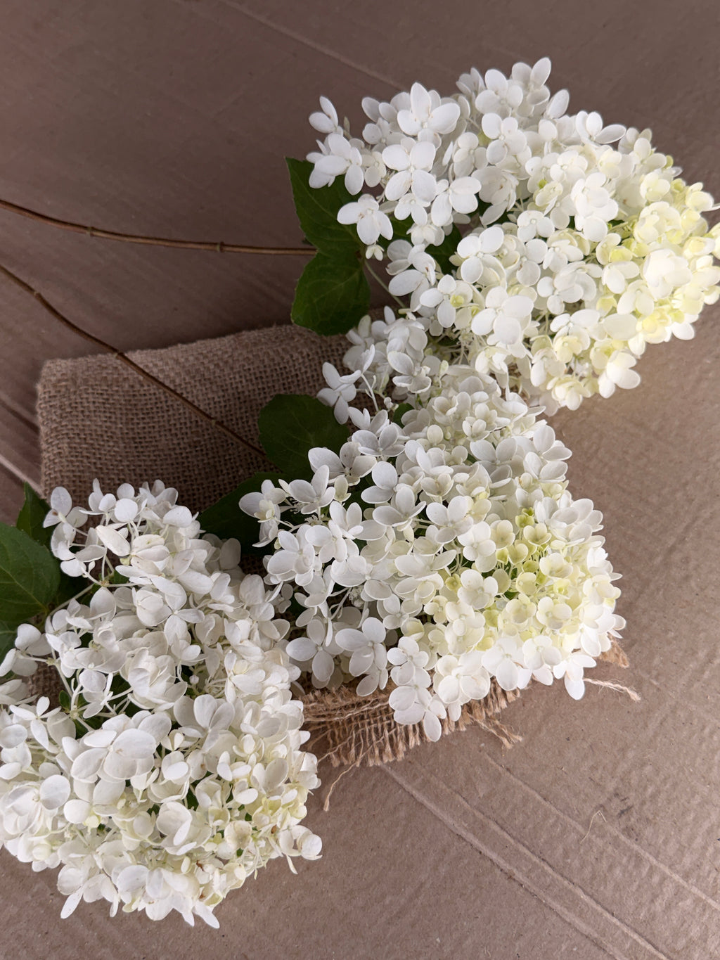 Hydrangea - Small Panicle