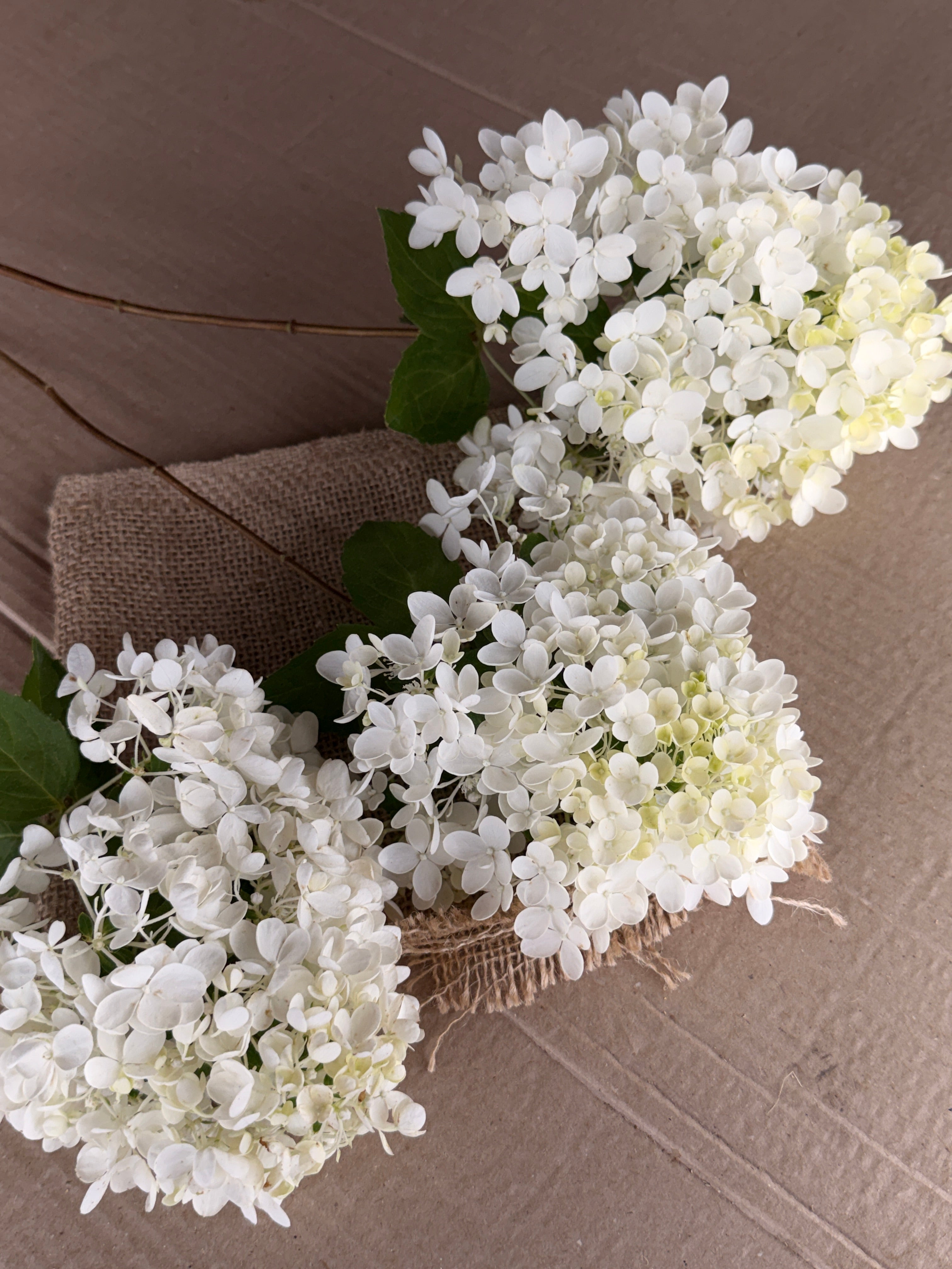 Hydrangea - Small Panicle