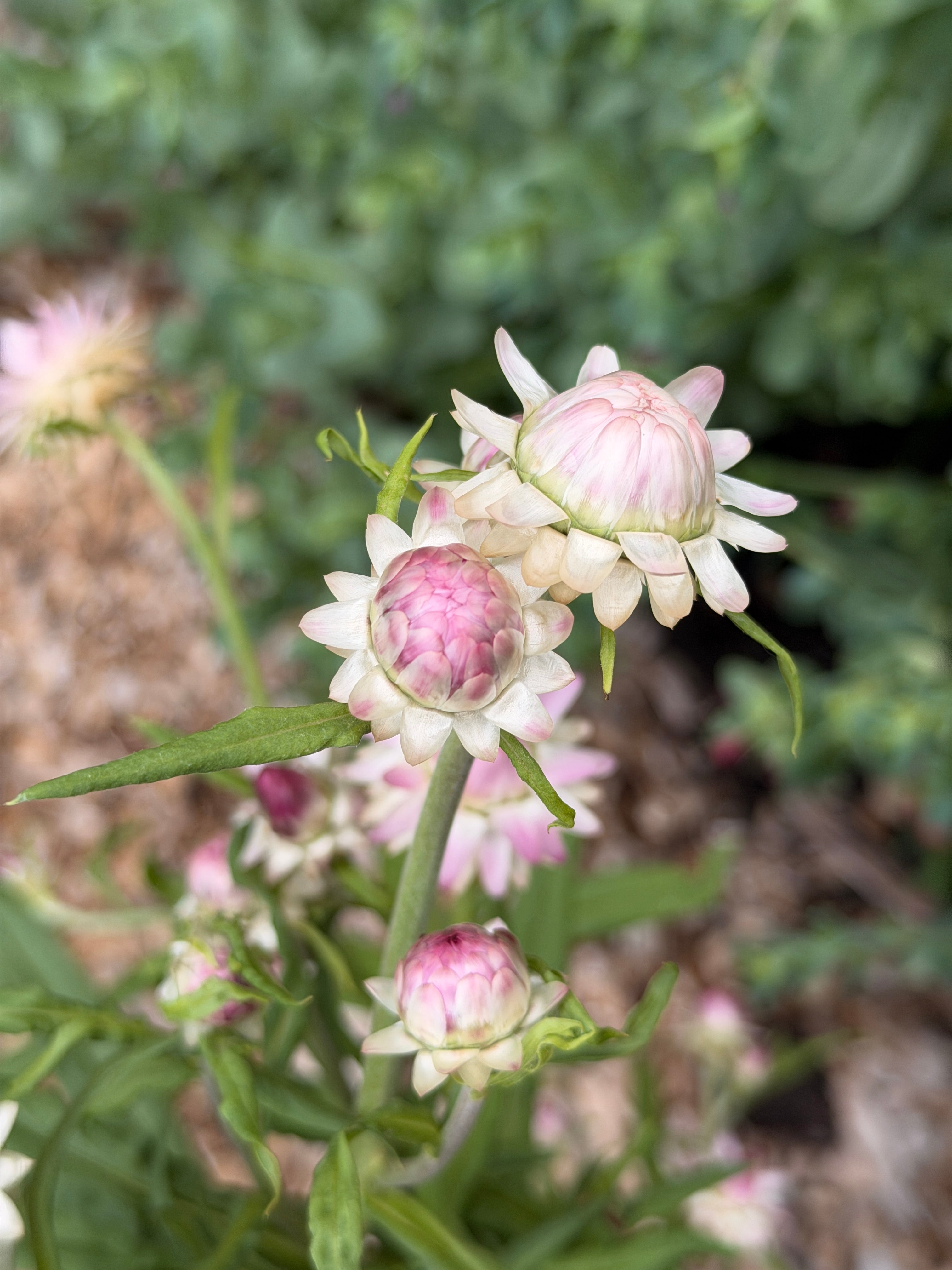Strawflower - Blush Pink