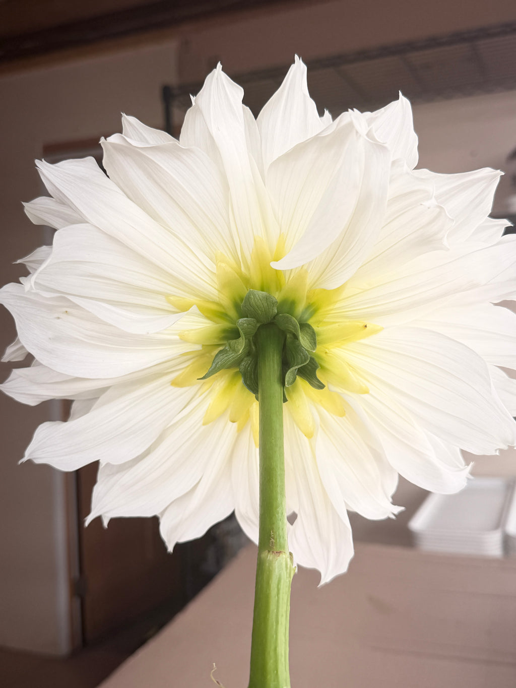 Dahlia - Fleurel