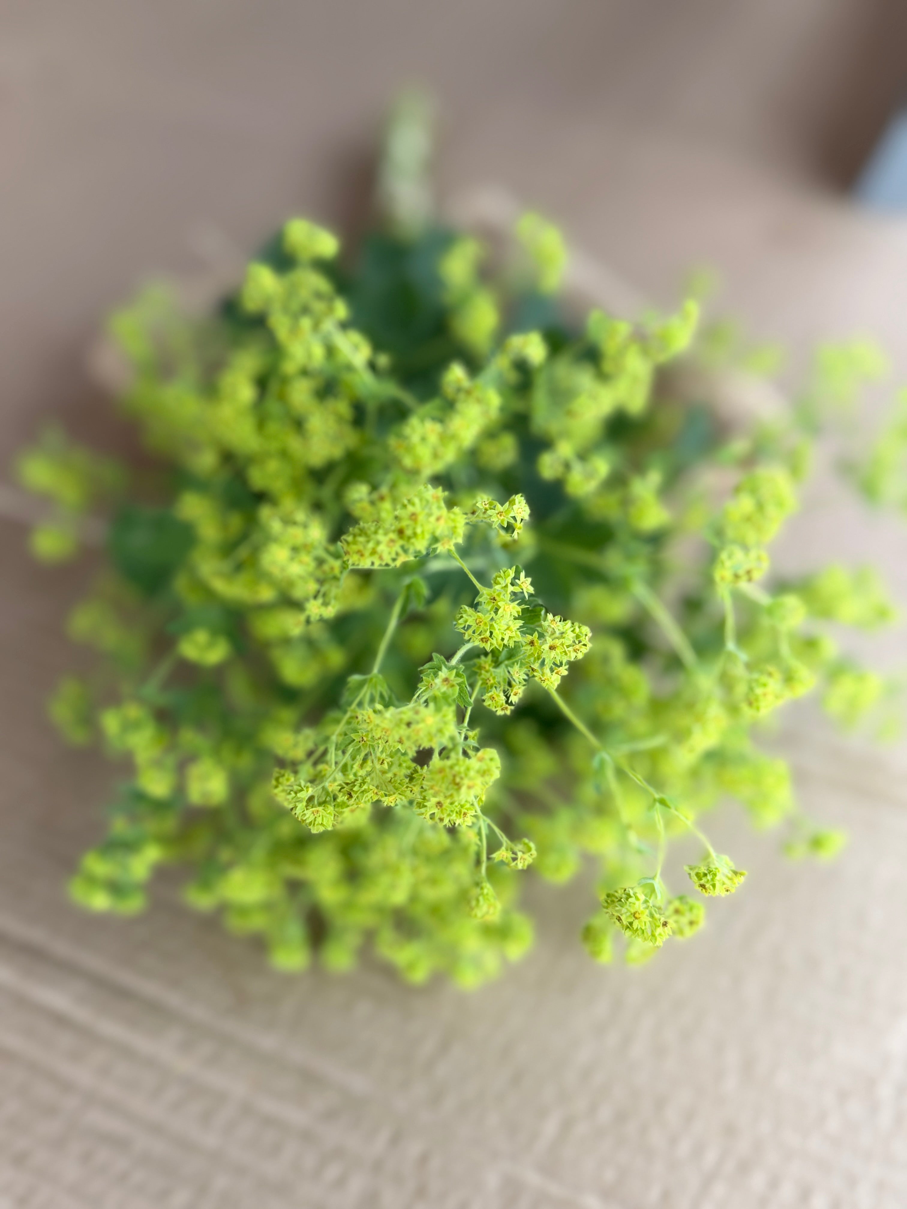 Lady's Mantle
