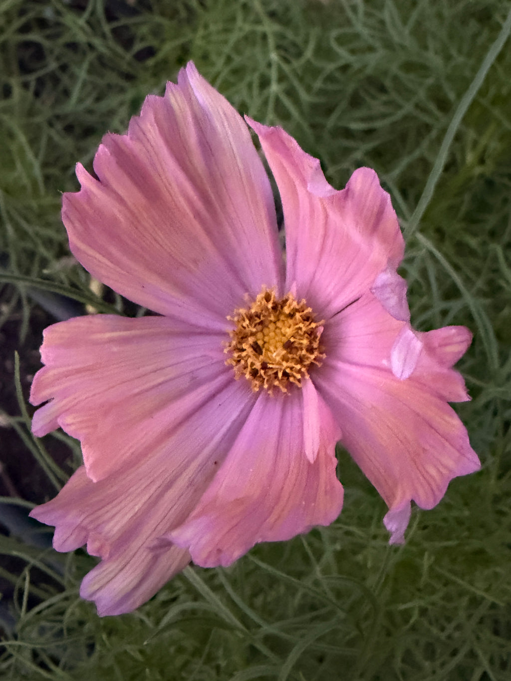 Cosmos - Apricotta