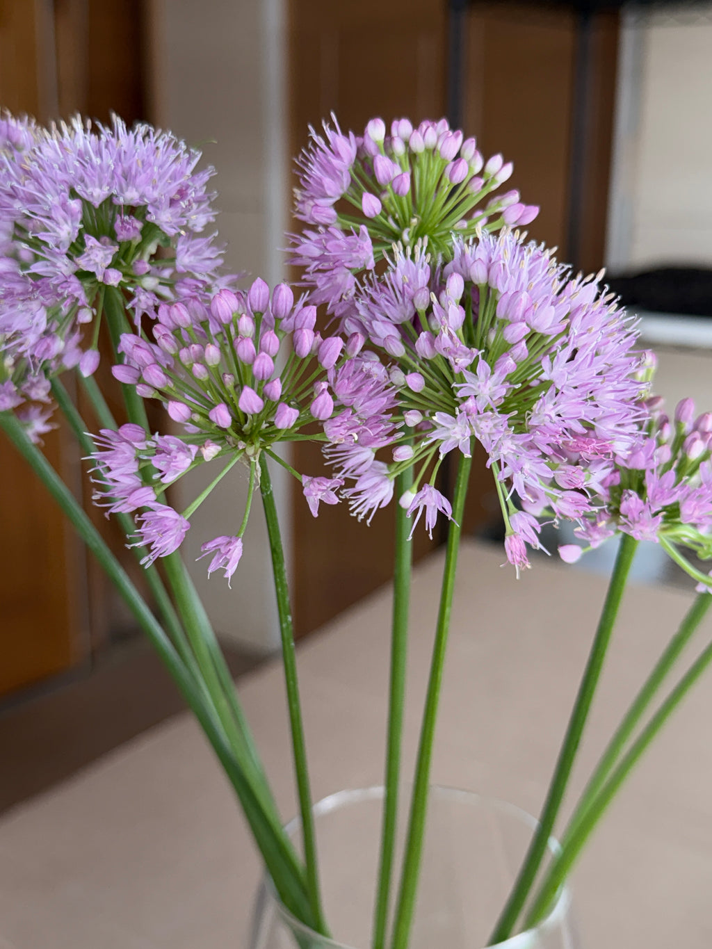 Allium - Millennium