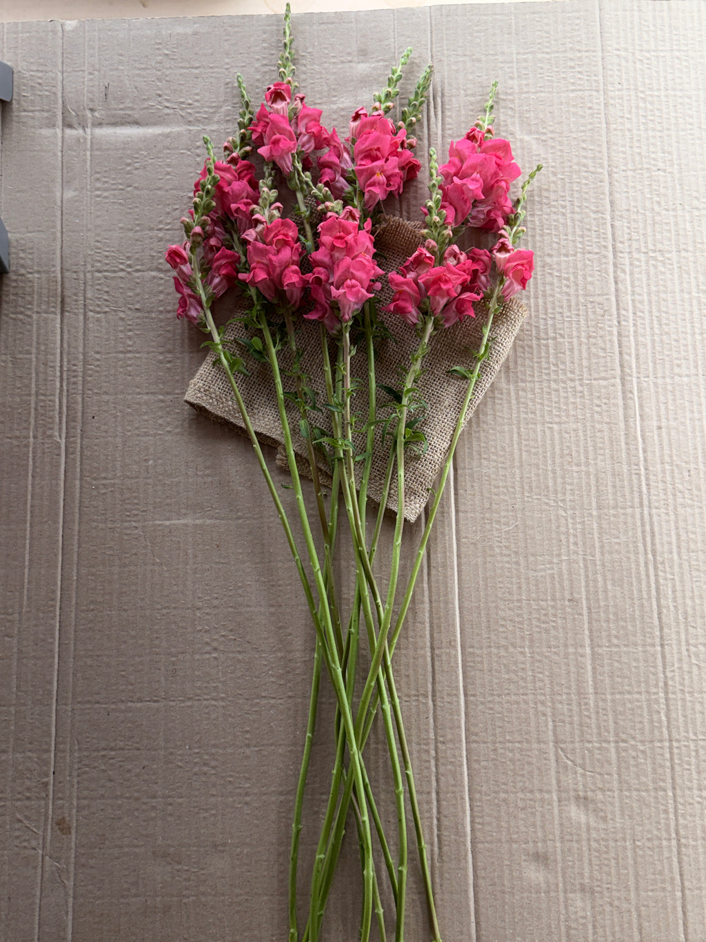 Snapdragon - Potomac Dark Pink
