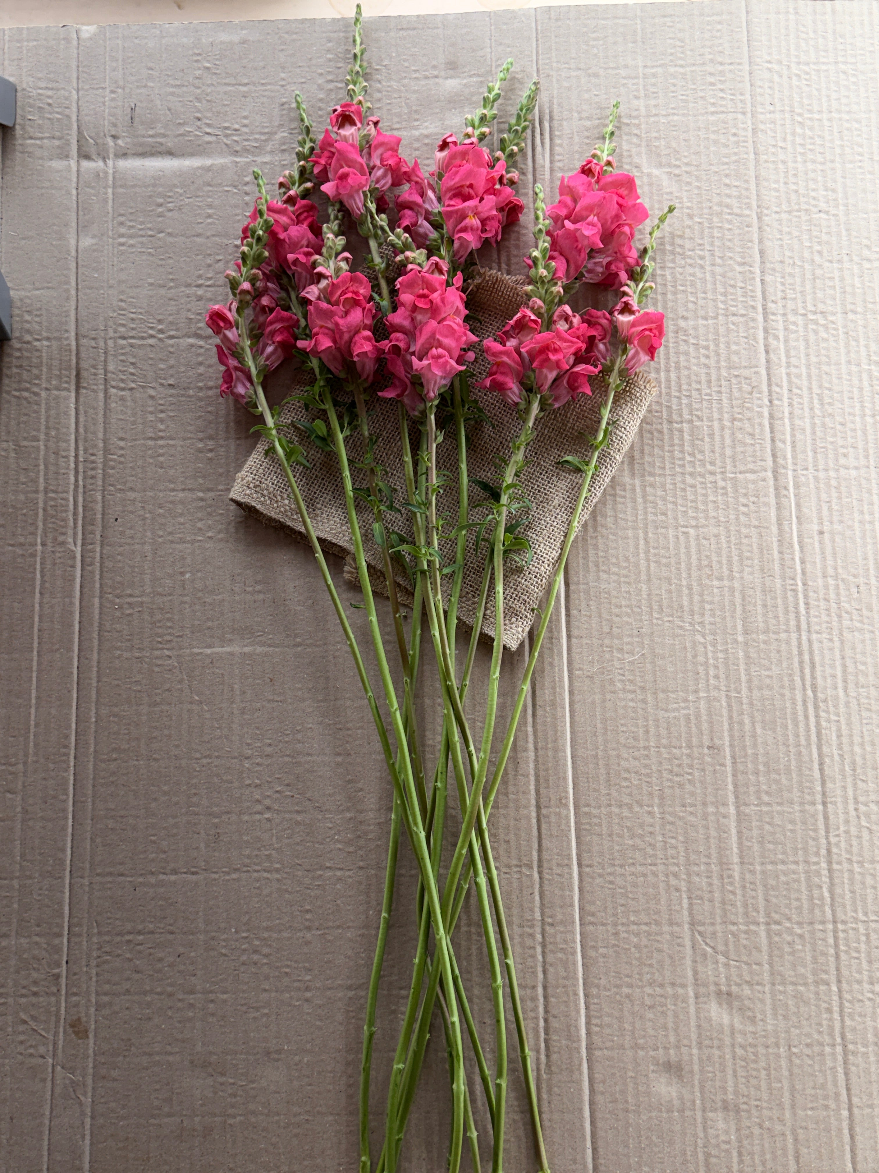 Snapdragon - Potomac Dark Pink
