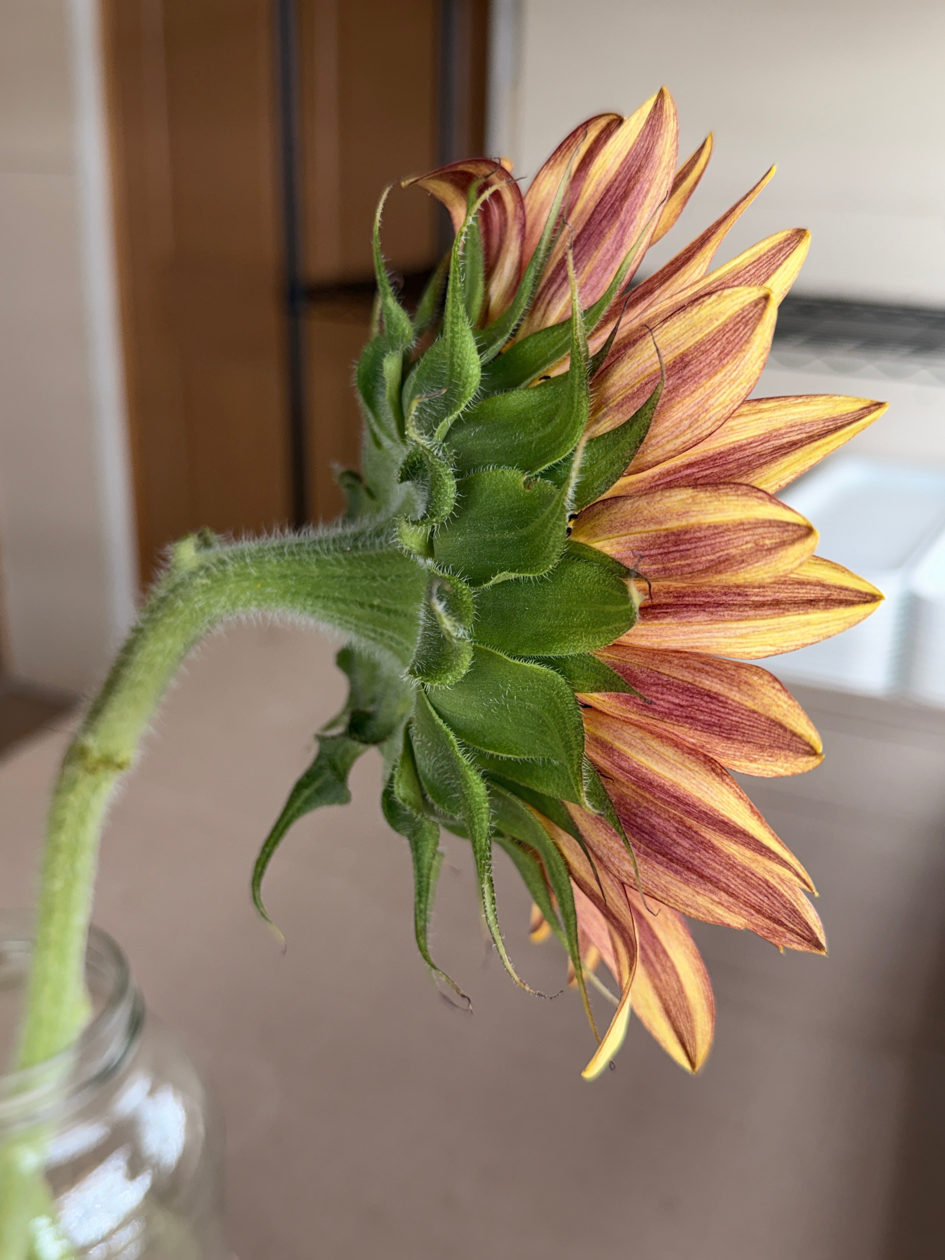 Sunflower - Procut Plum