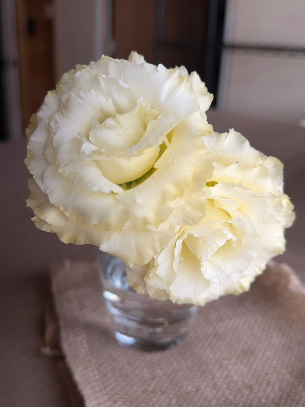Lisianthus - Primrose