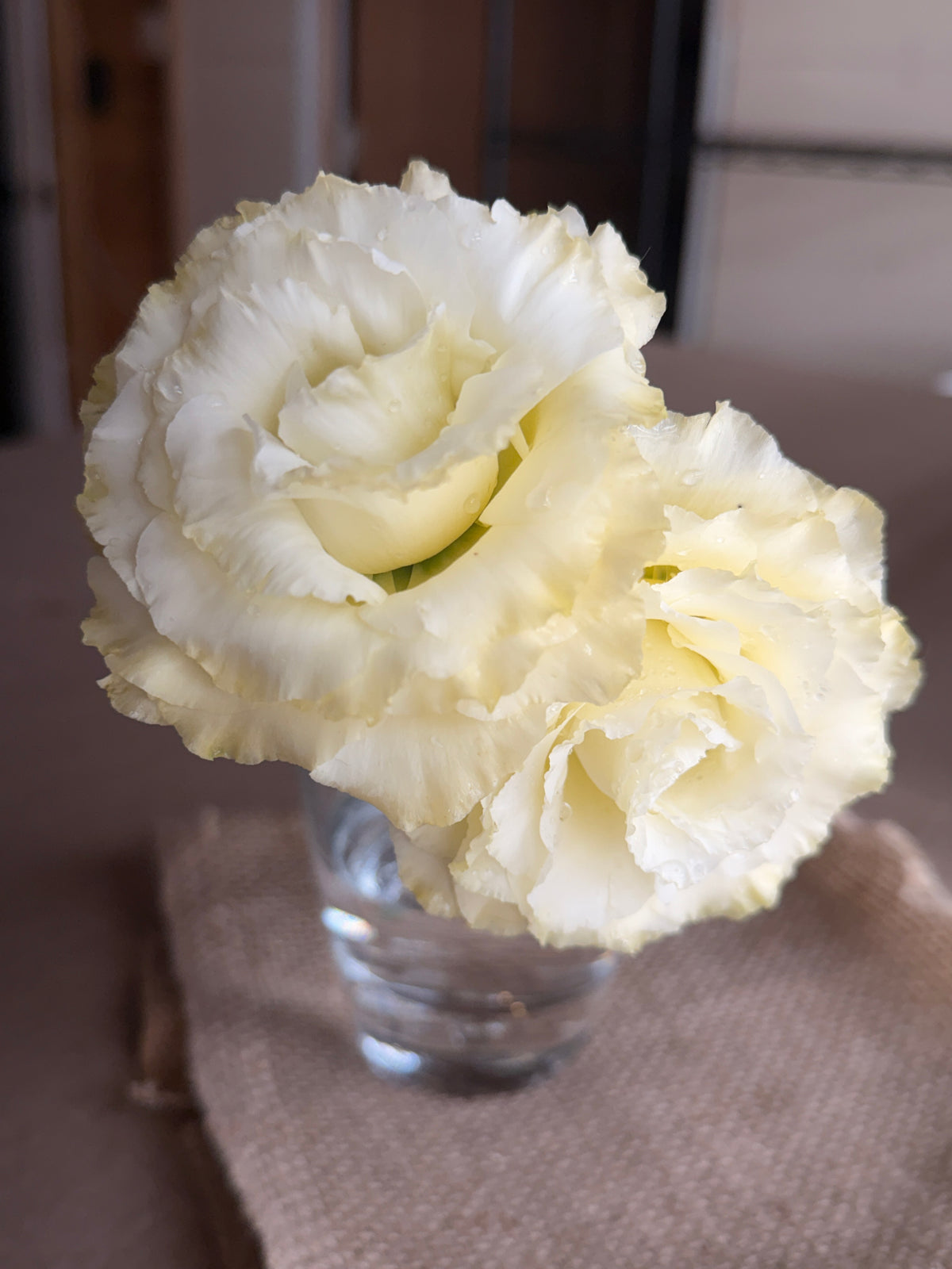 Lisianthus - Primrose