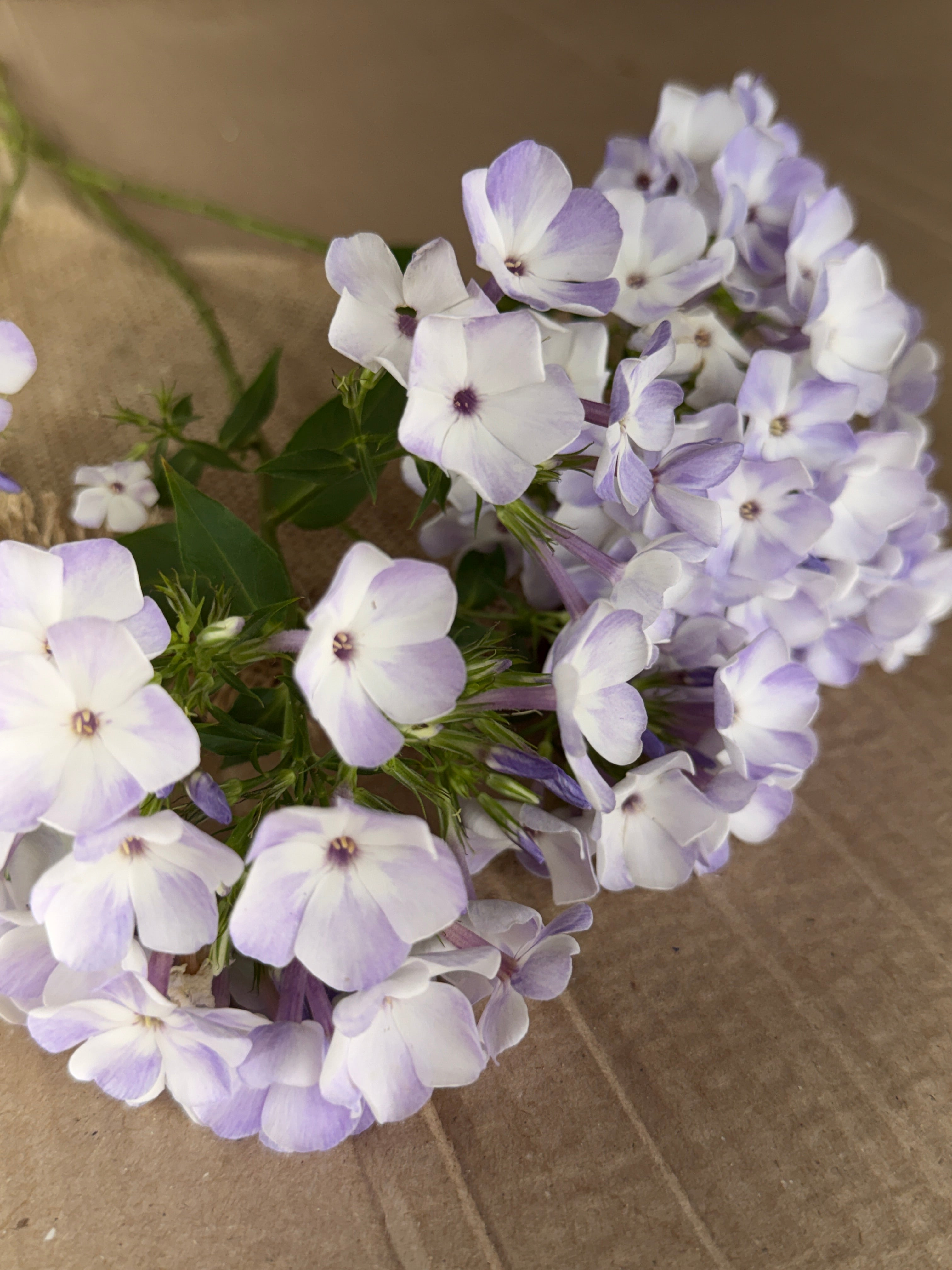 Phlox - White with Blue