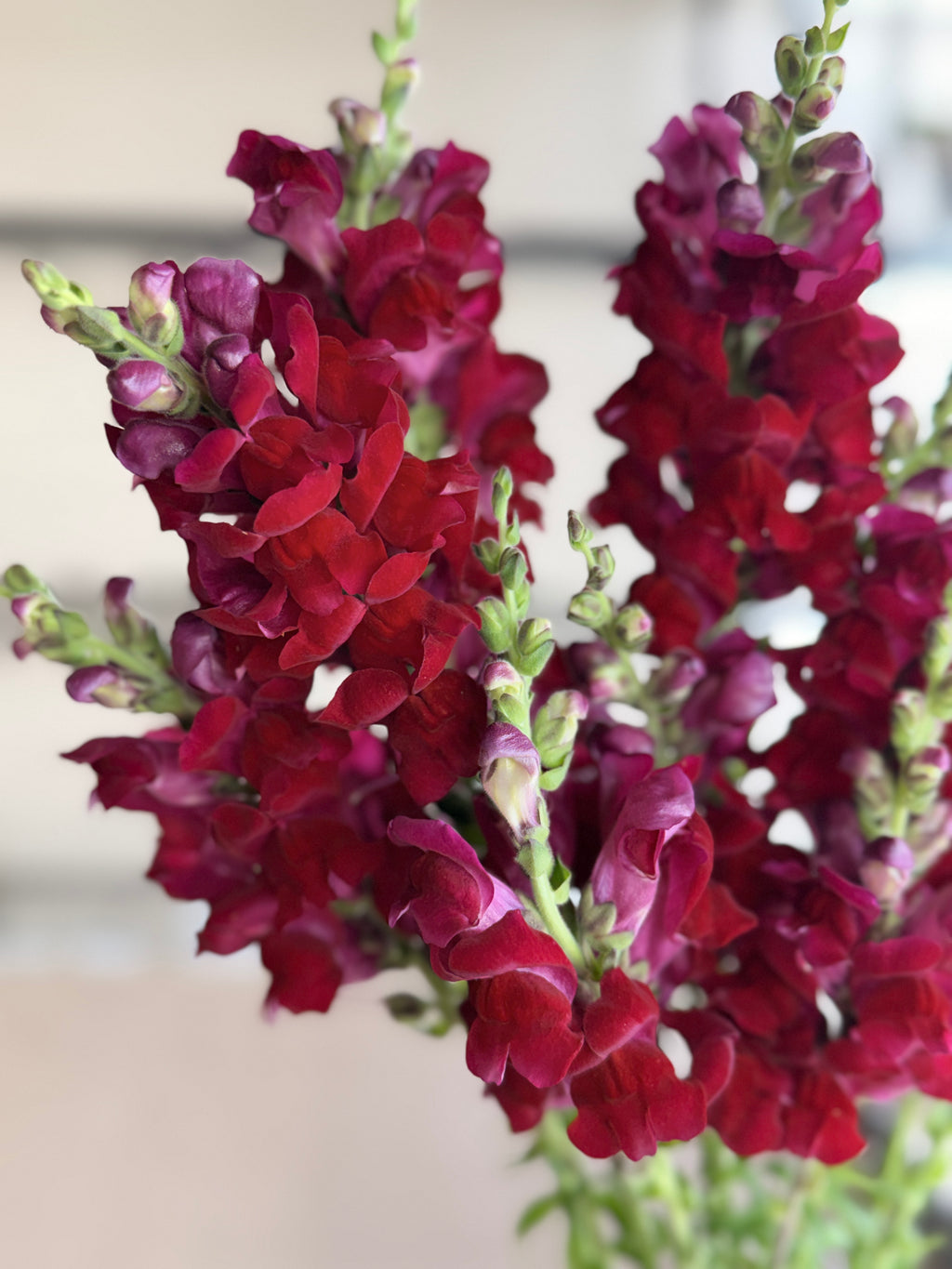 Snapdragon - Potomac Red
