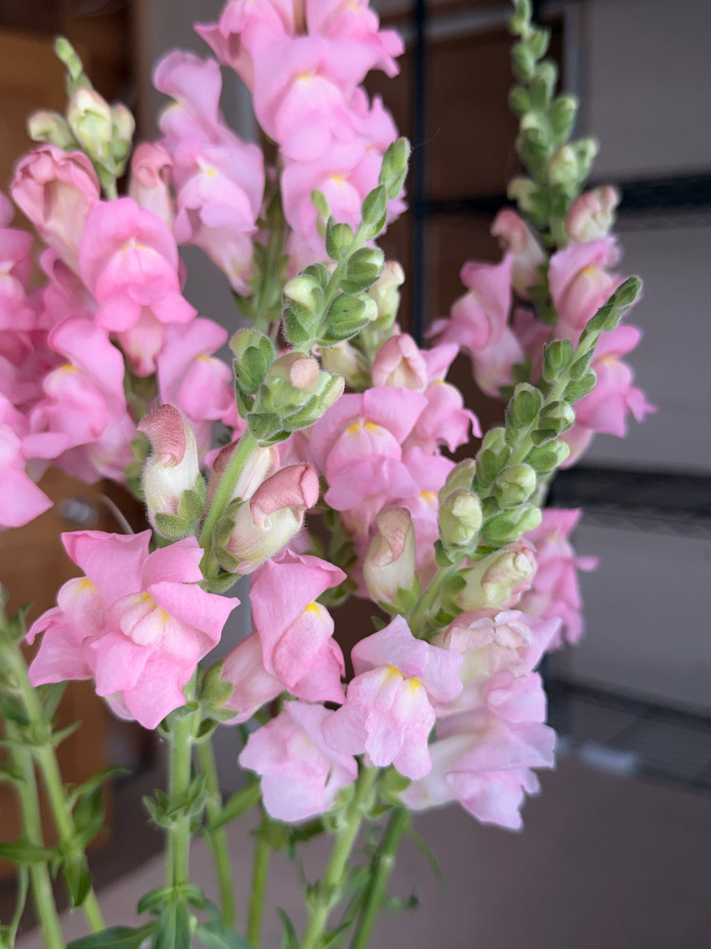Snapdragon - Avignon Light Rose