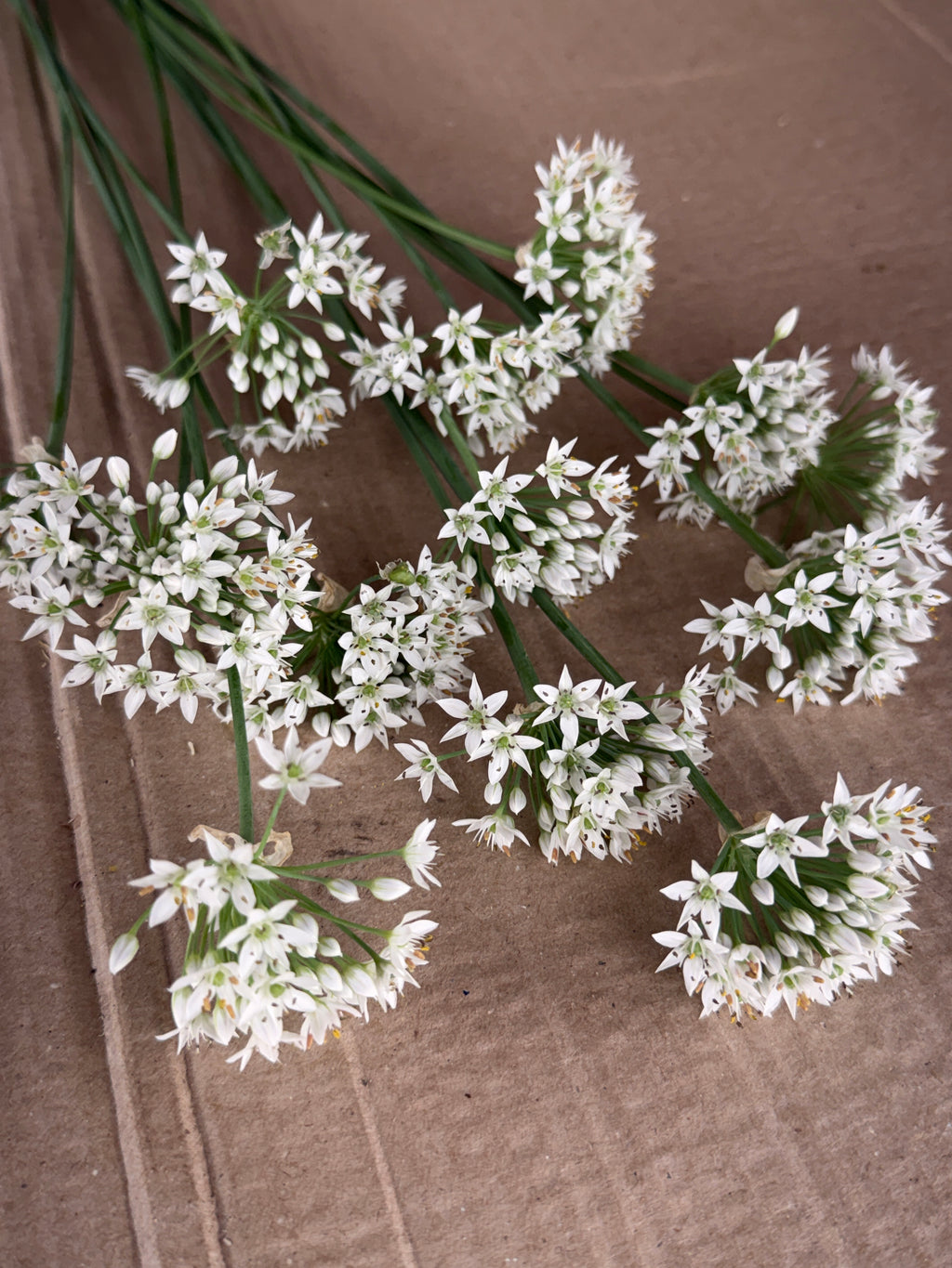 Allium - Late Summer White