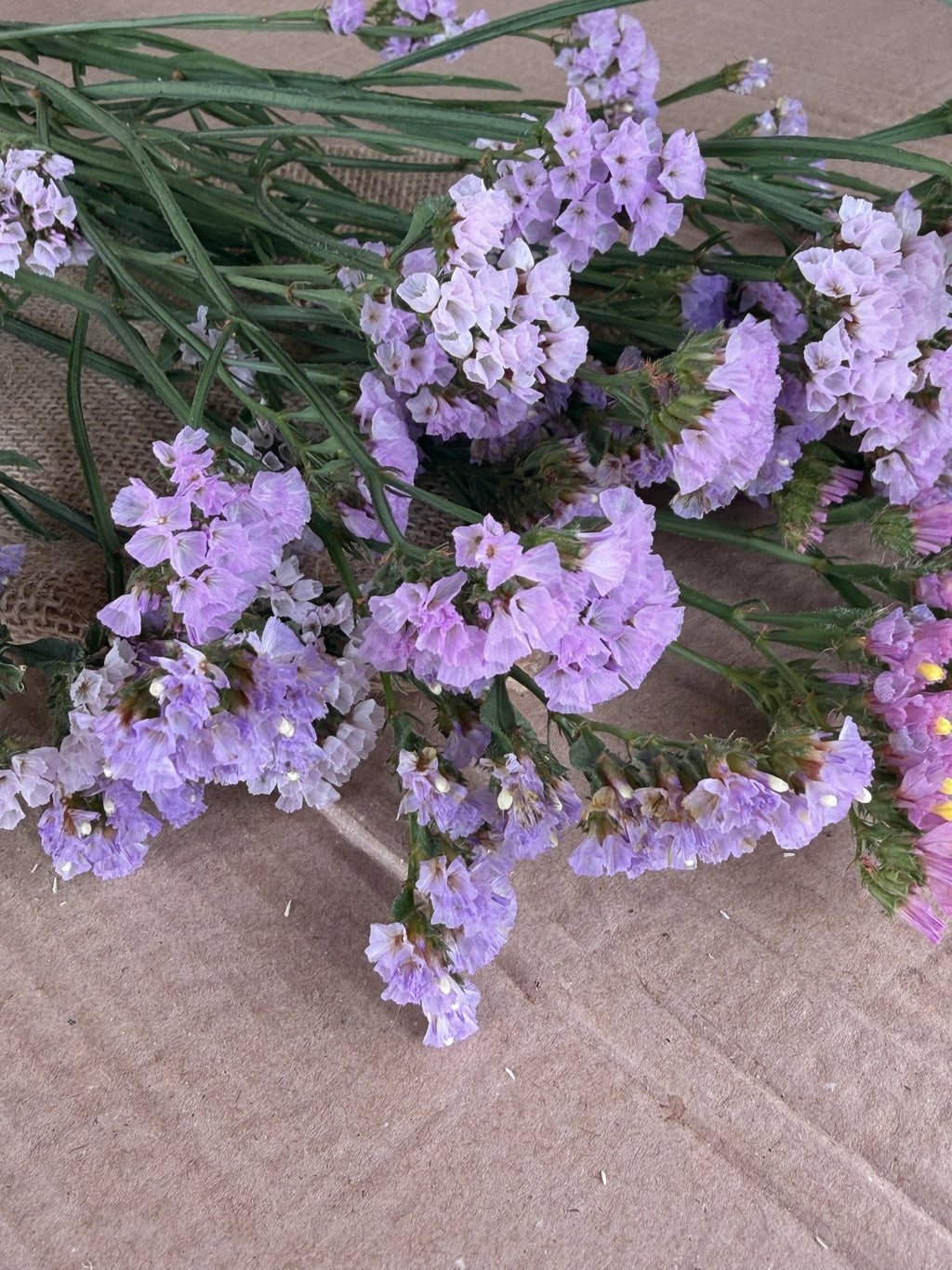 Statice - Lavender Shades