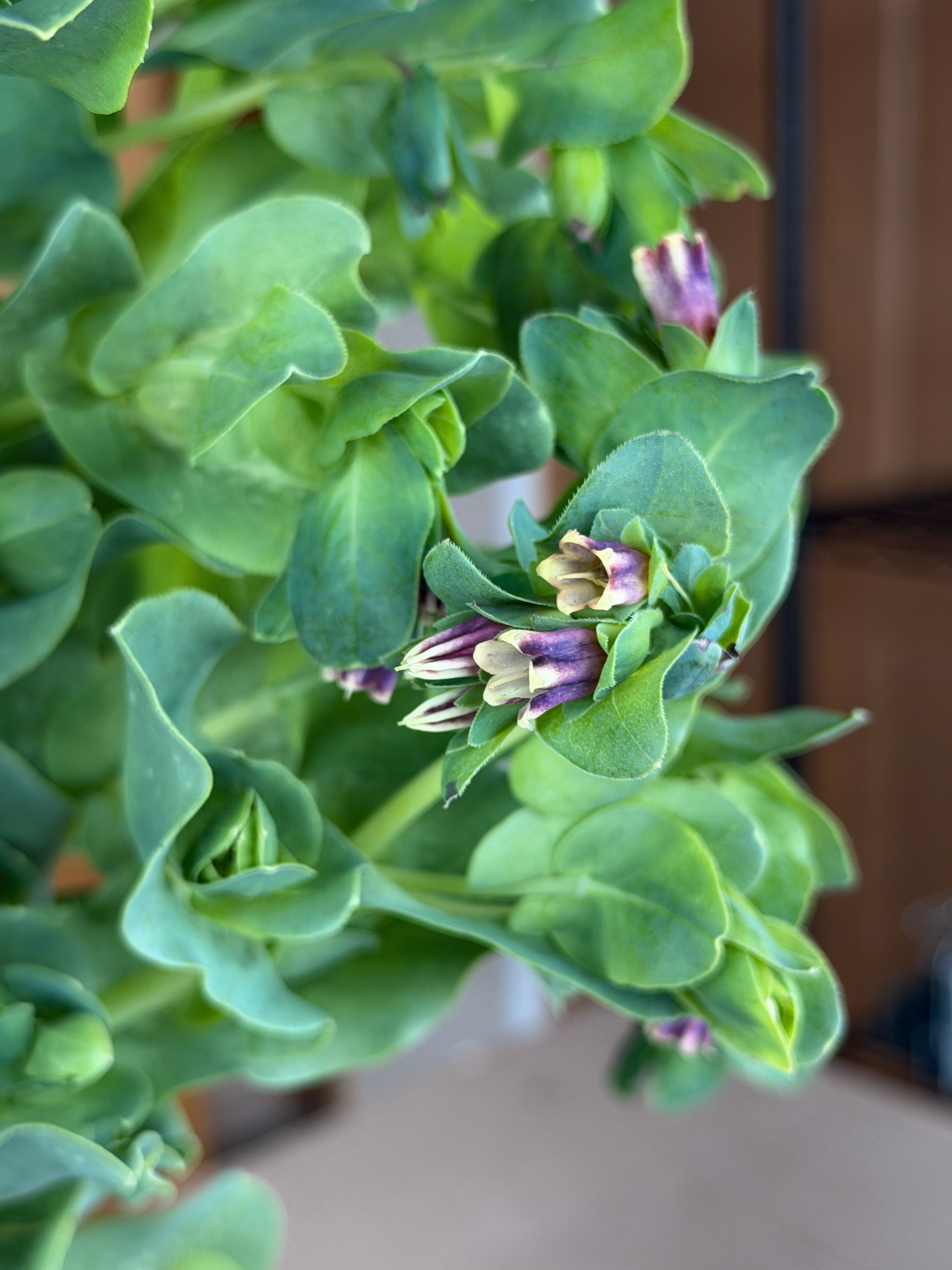 Cerinthe