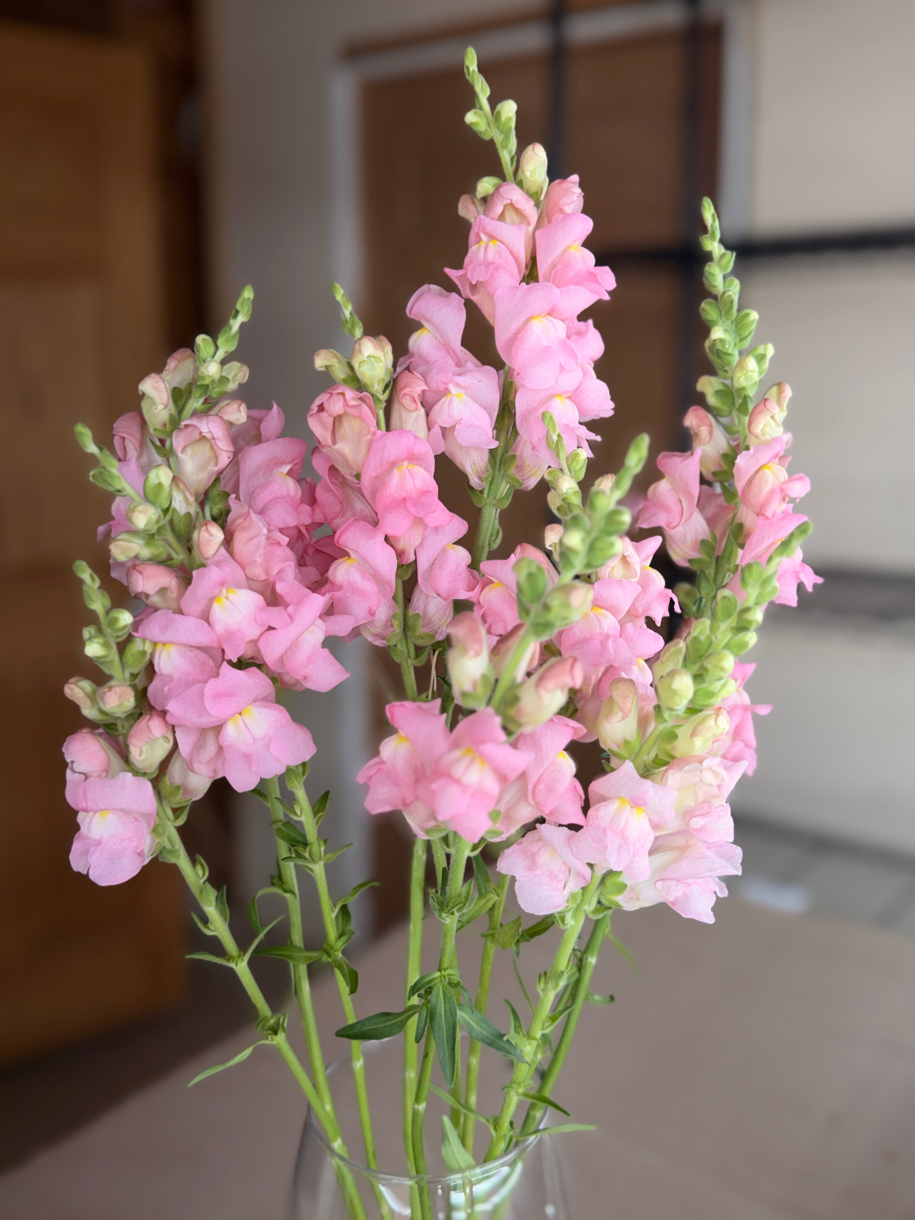 Snapdragon - Avignon Light Rose