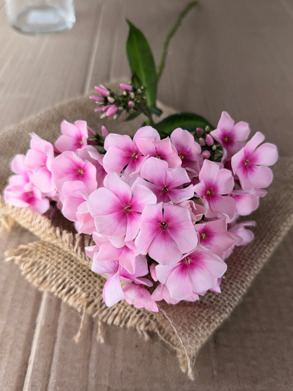 Phlox - Light Pink