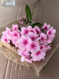 Phlox - Light Pink
