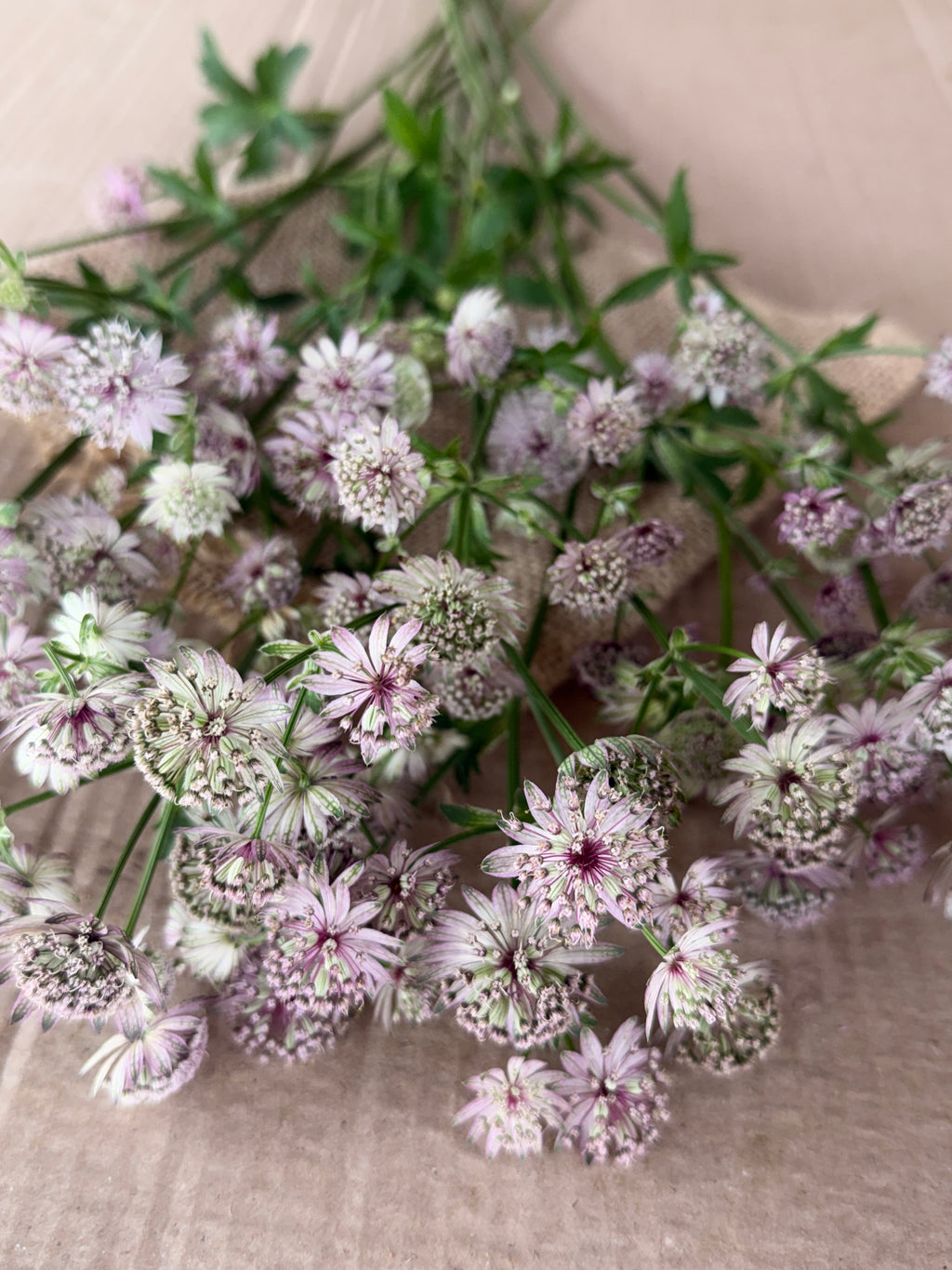 Astrantia - Pink