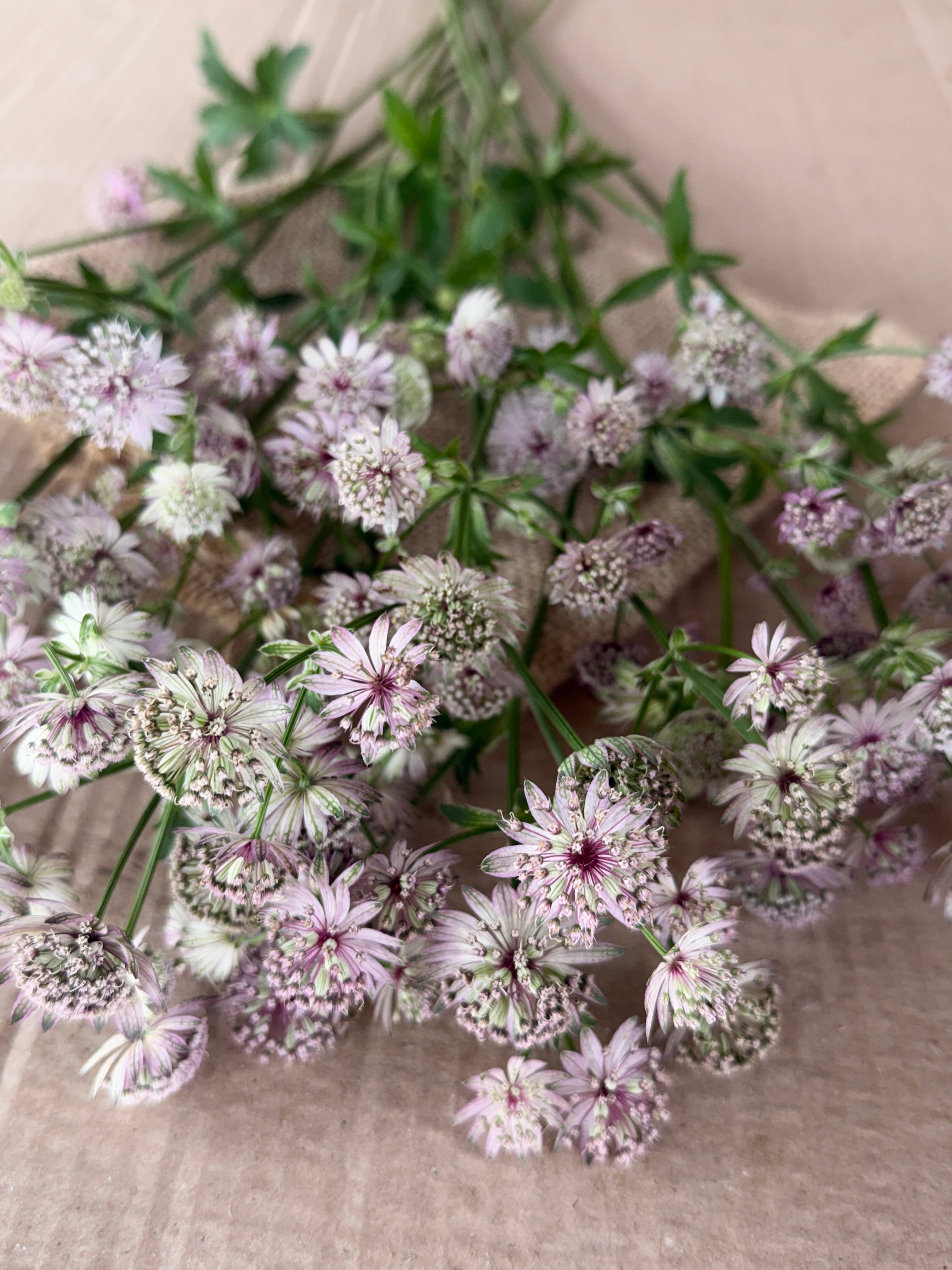 Astrantia - Pink