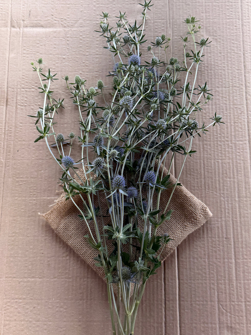 Eryngium - Blue