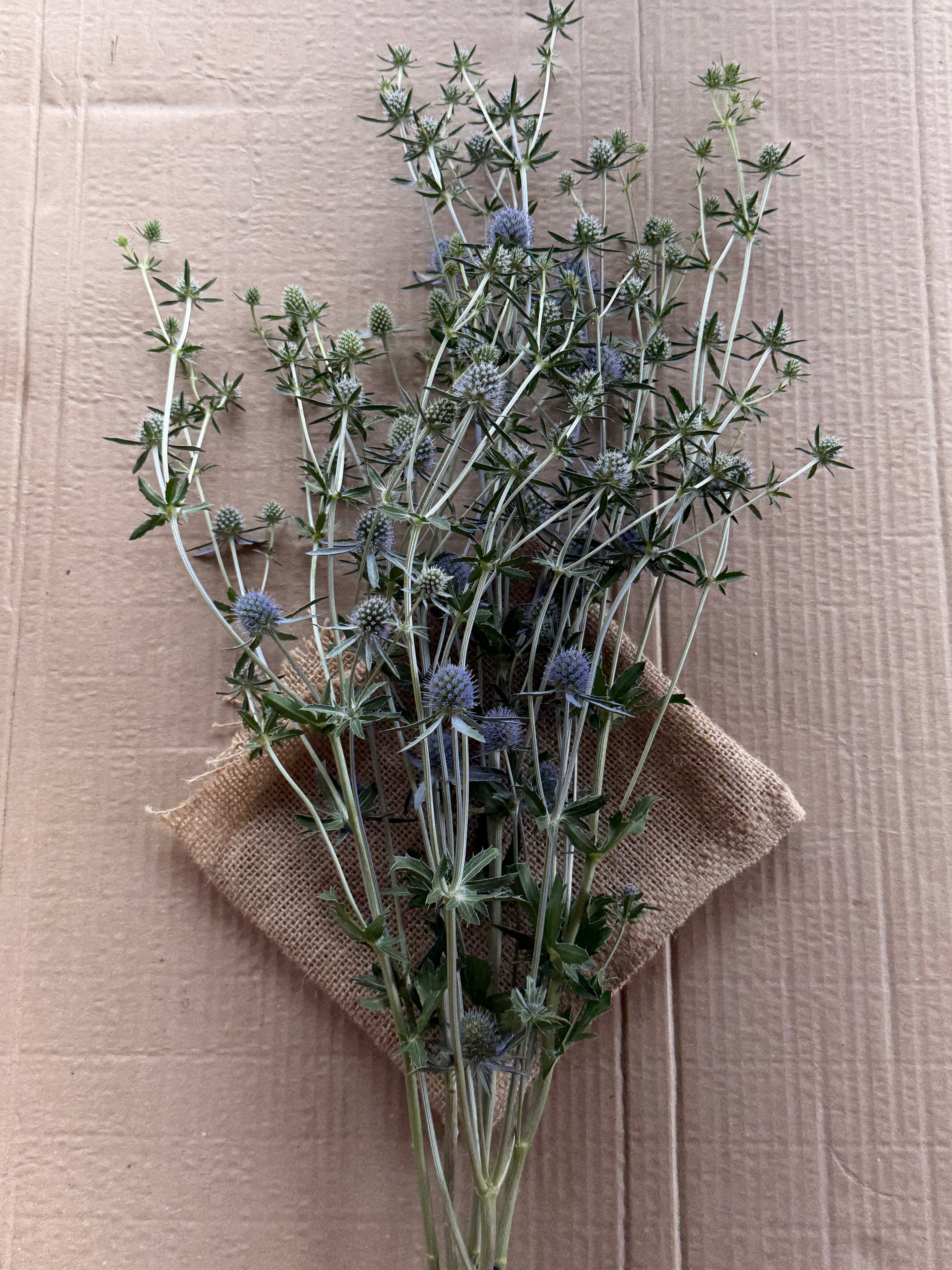 Eryngium - Blue
