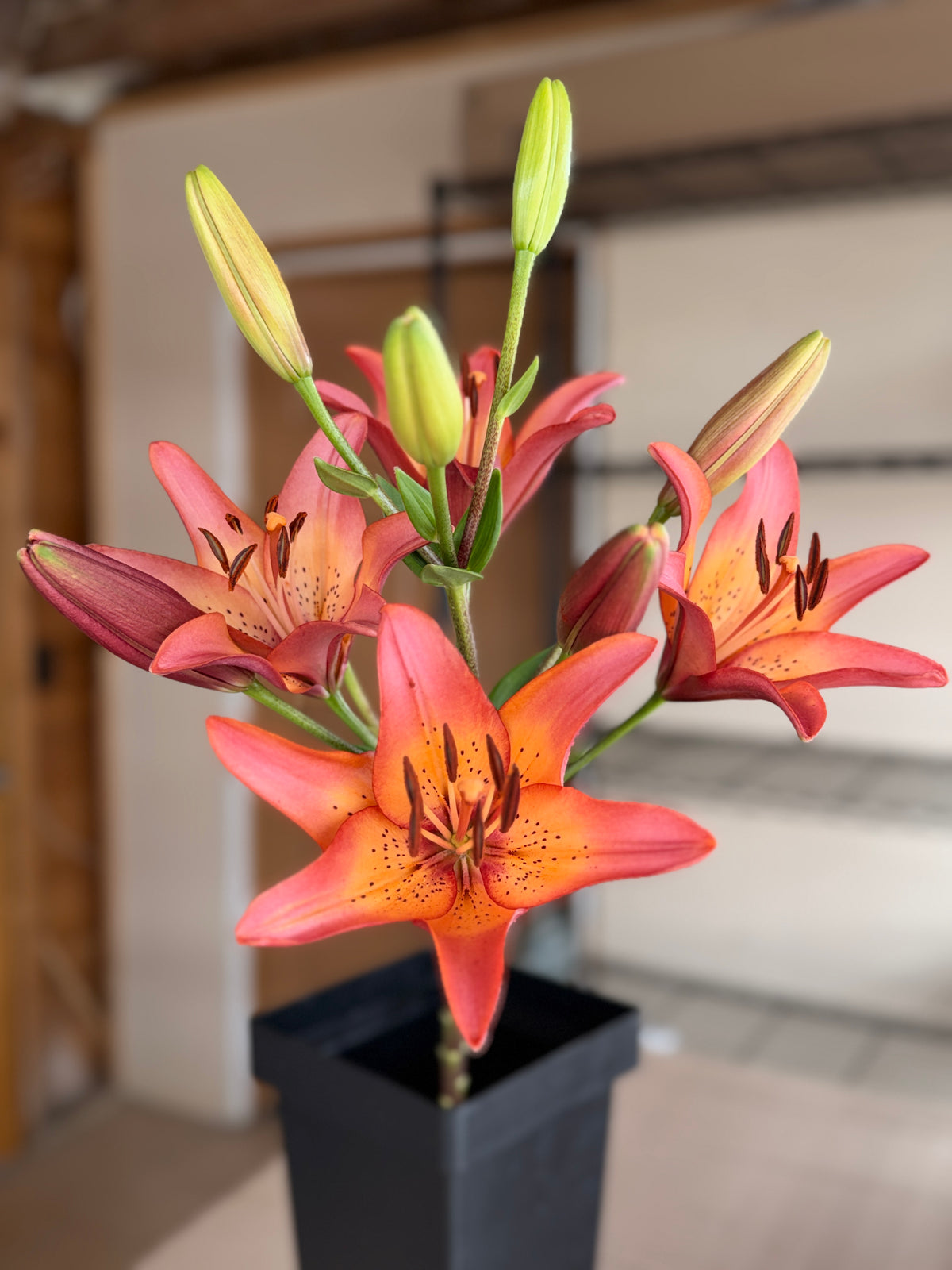 Lily - Royal Sunset