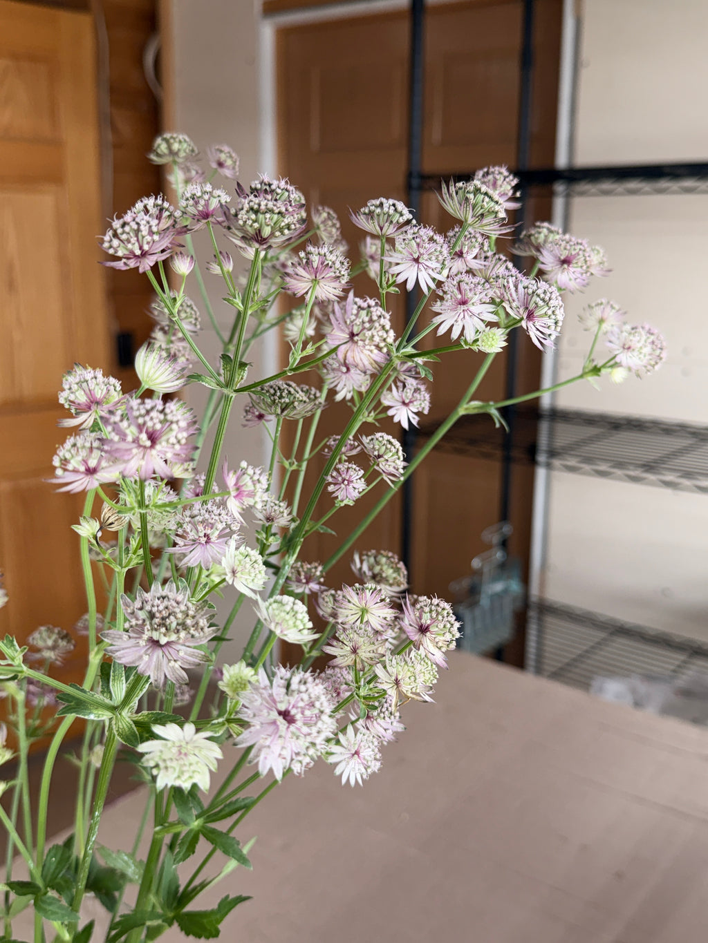Astrantia - Pink