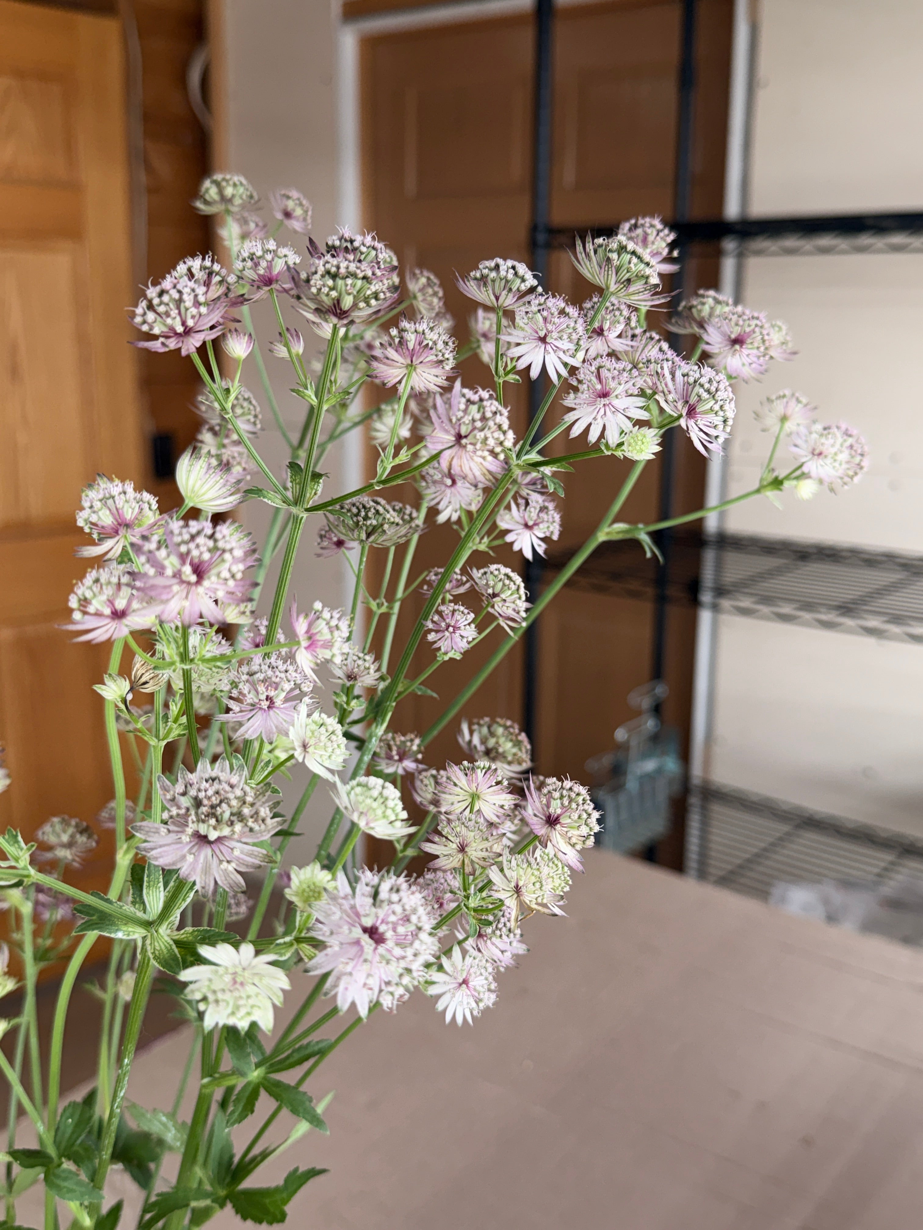 Astrantia - Pink
