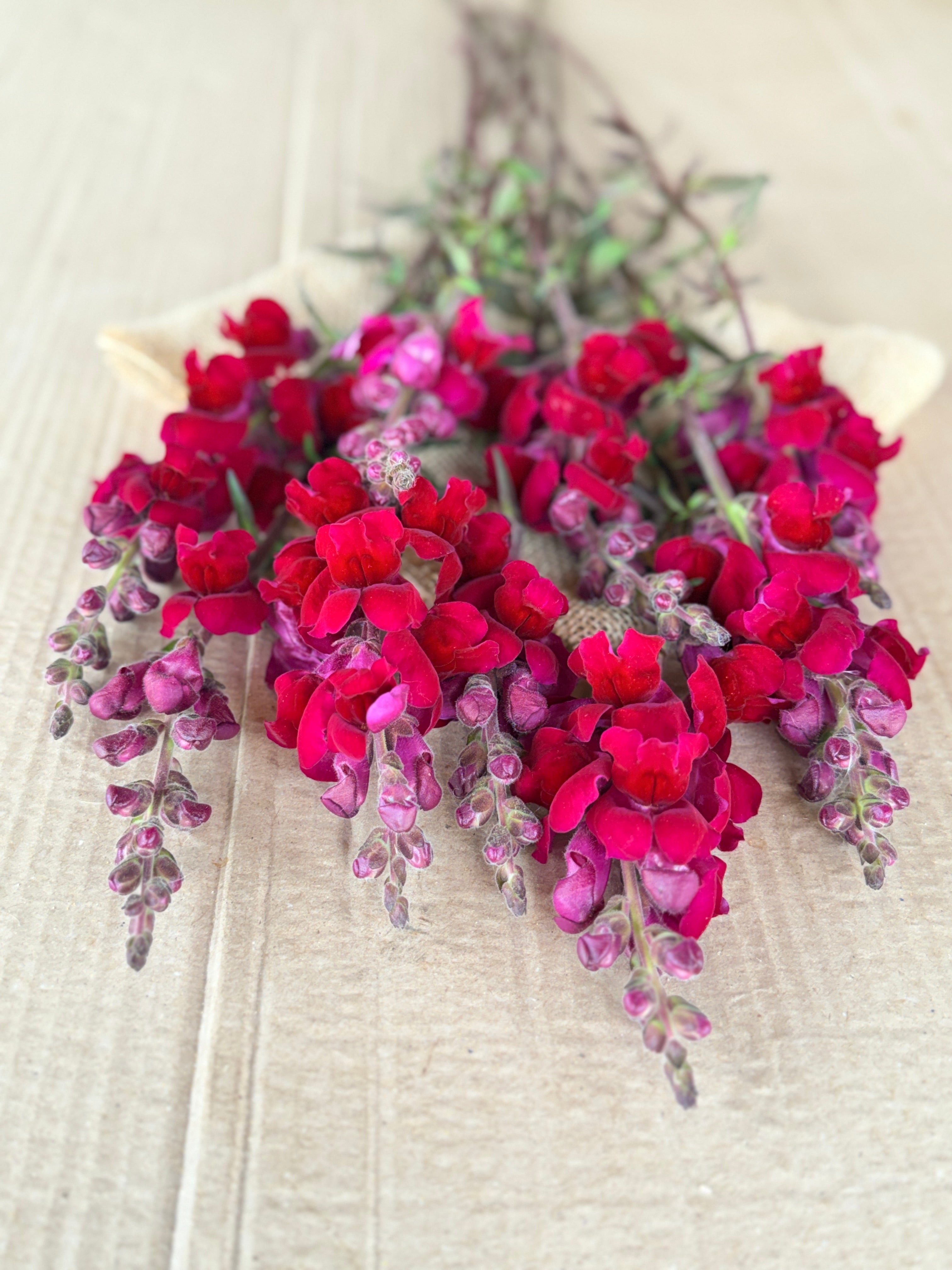 Snapdragon - Costa Red