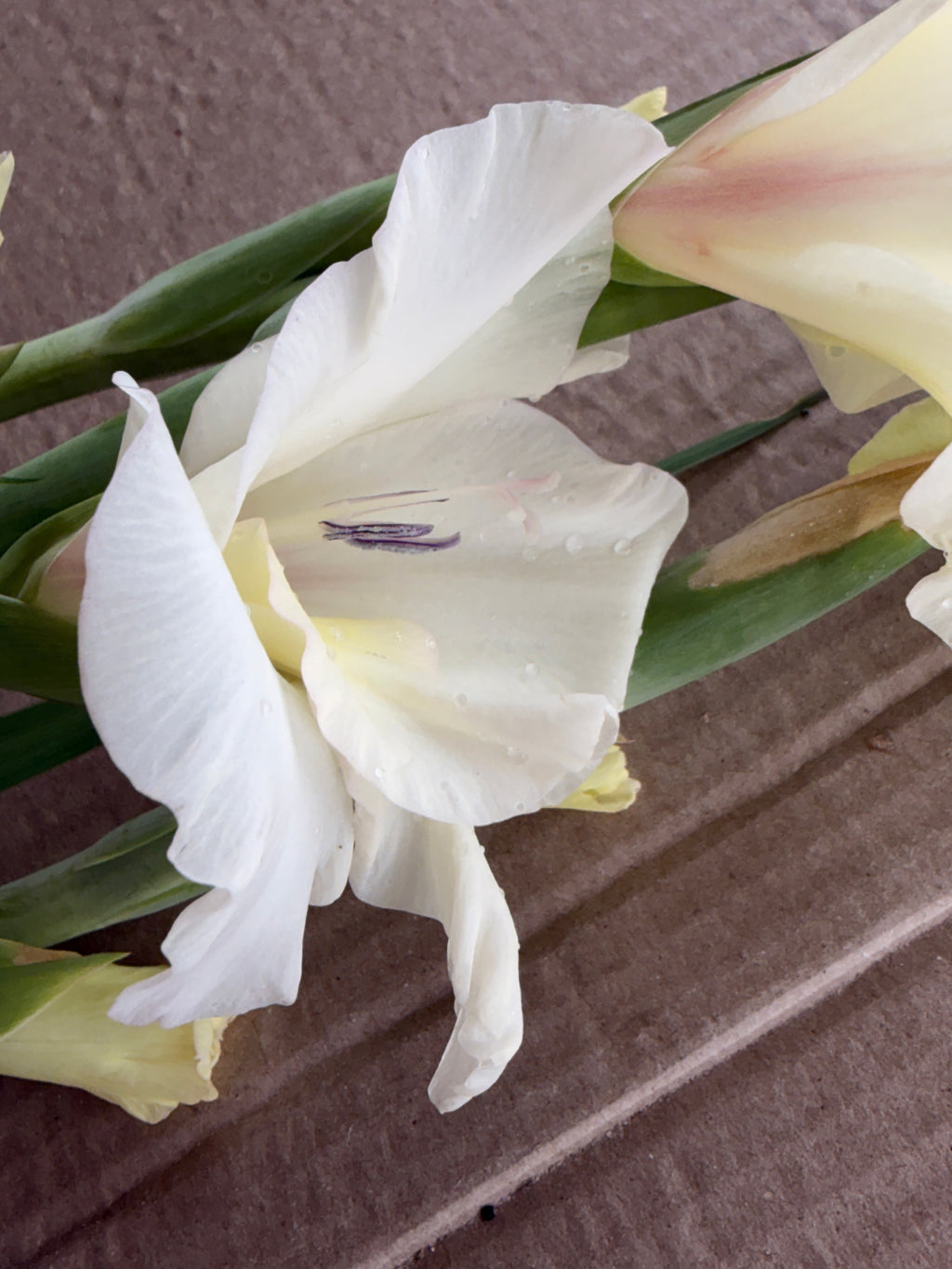 Gladiolus - Ivory Priscilla