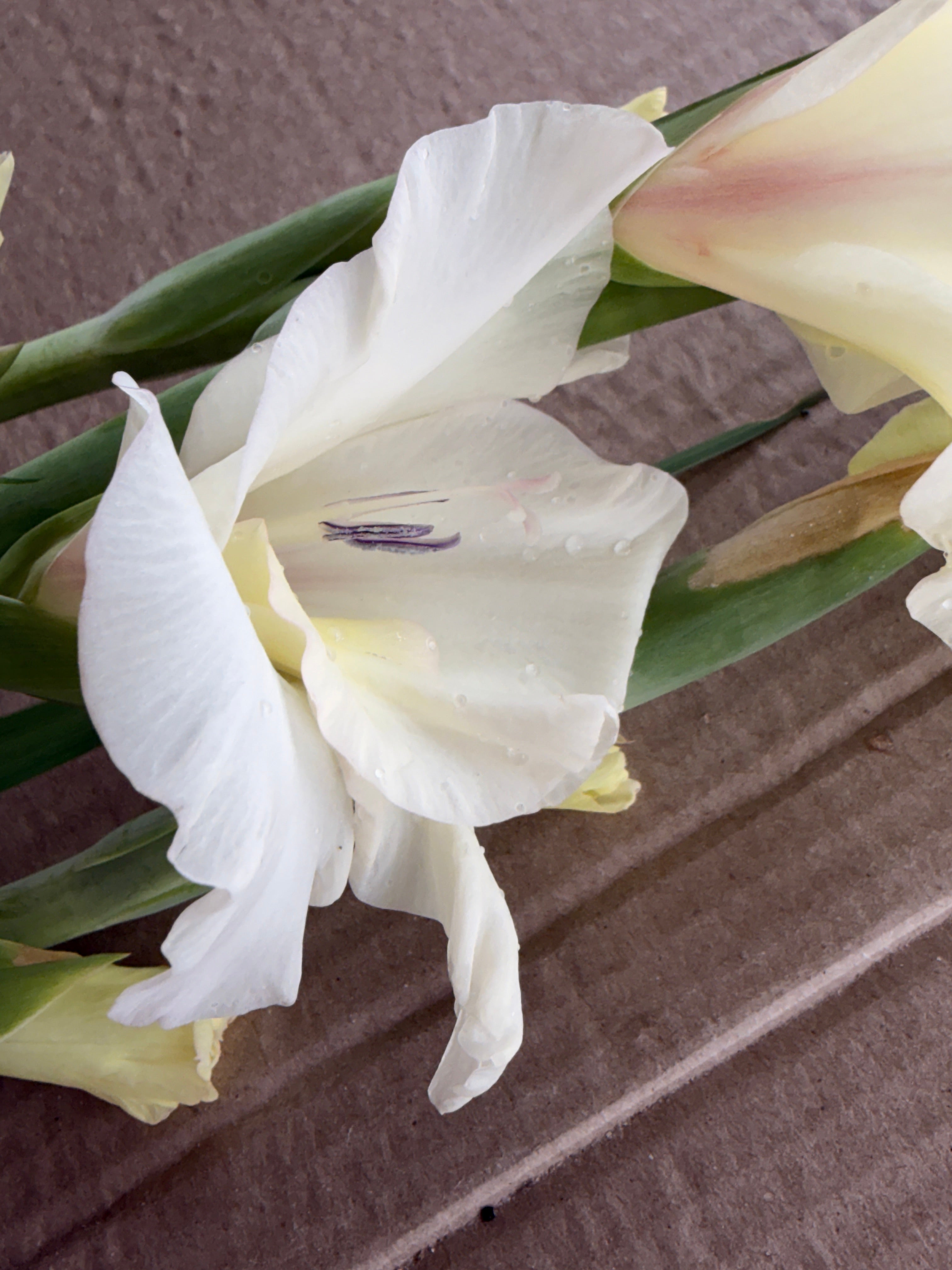 Gladiolus - Ivory Priscilla