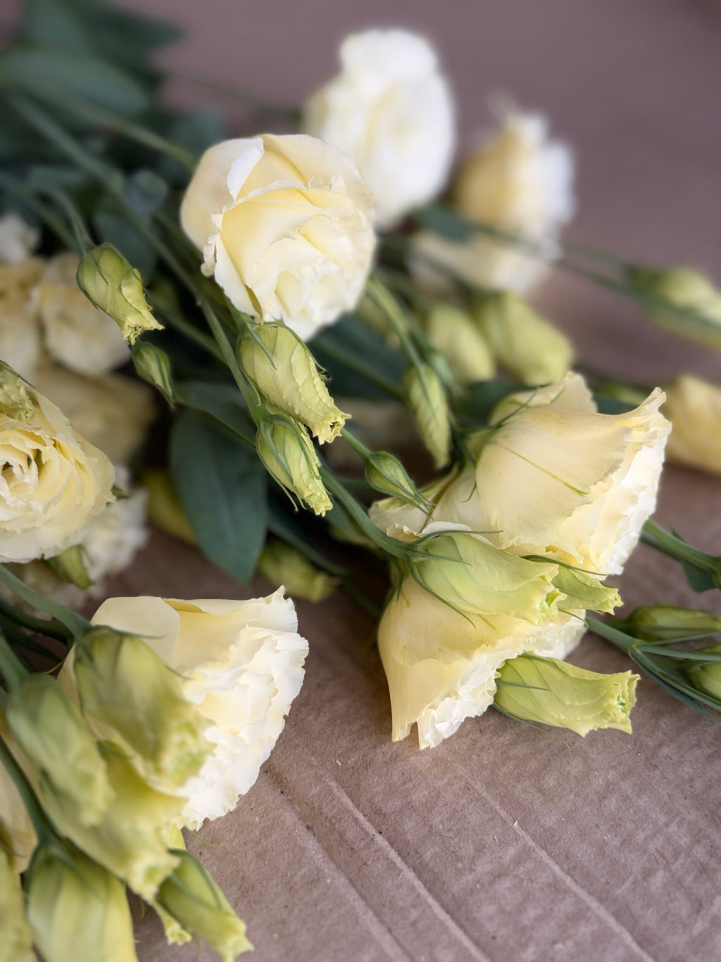 Lisianthus - Primrose