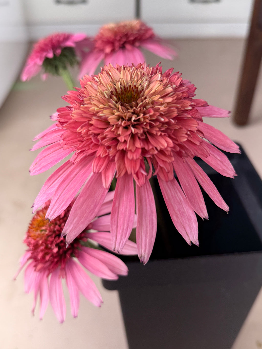 PomPon Echinacea - Raspberry