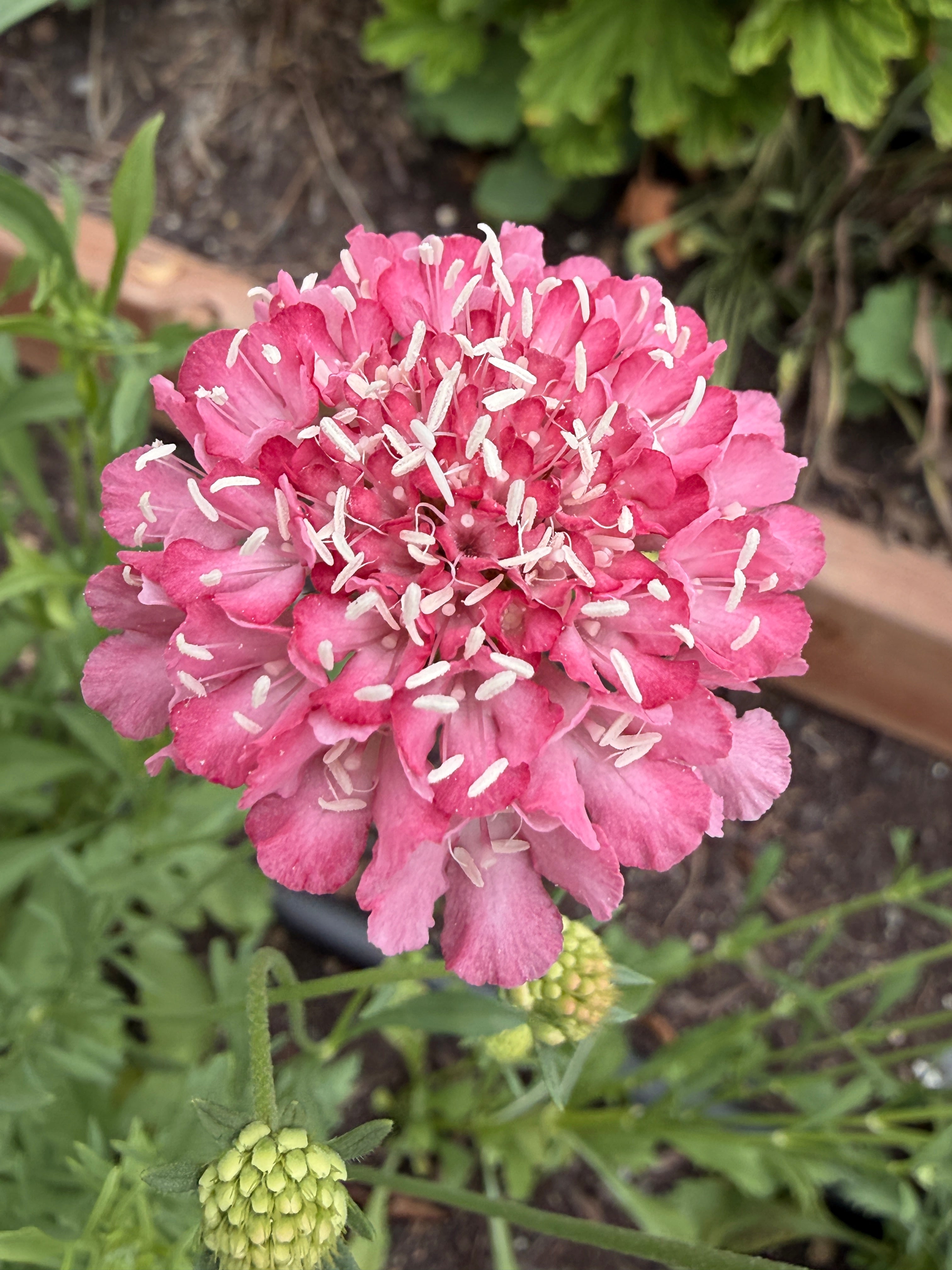 Scabiosa - Salmon Rose