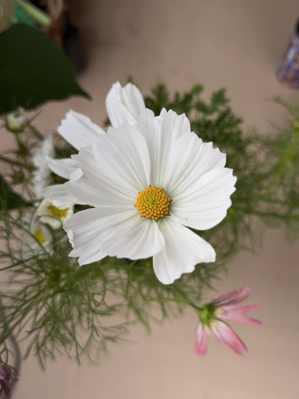 Cosmos - Afternoon White