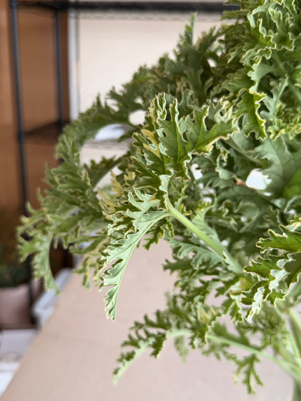 Scented Geranium - variegated