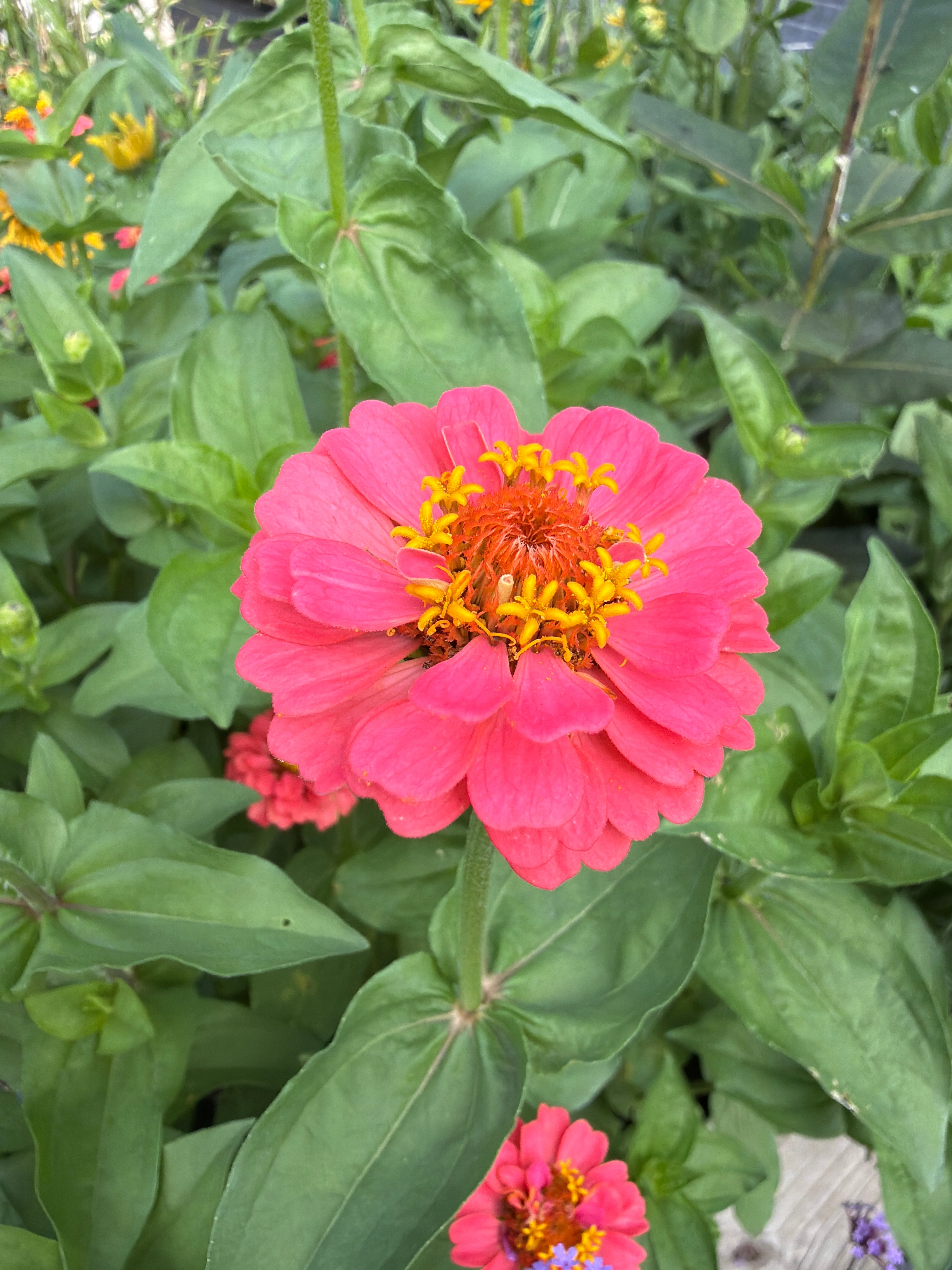 Zinnia - Mini Salmon Pink